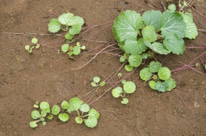 走出枝 Corvet Photo Agency