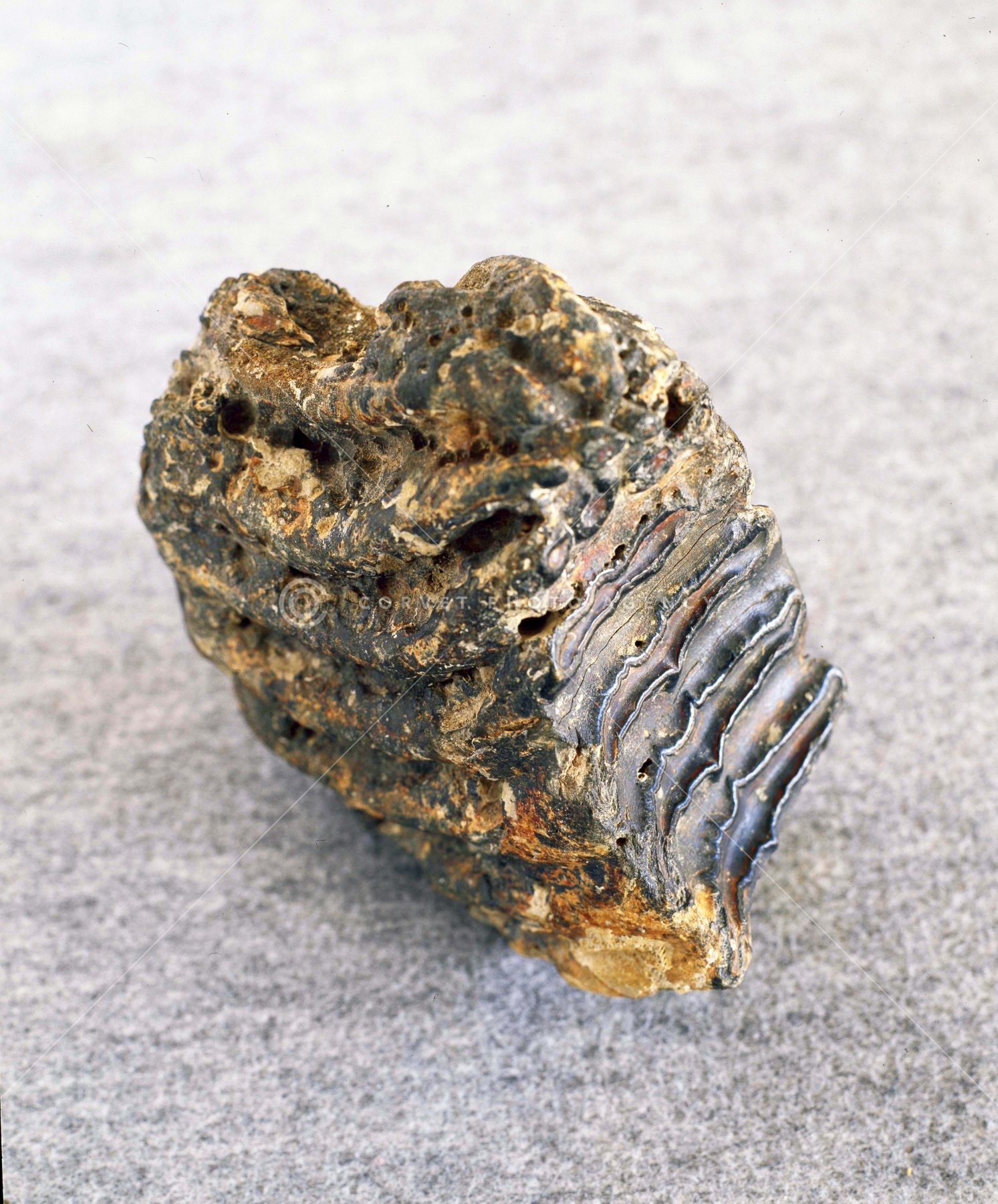 化石　ナンマンゾウ　歯の化石？agc Corvet Photo Agency