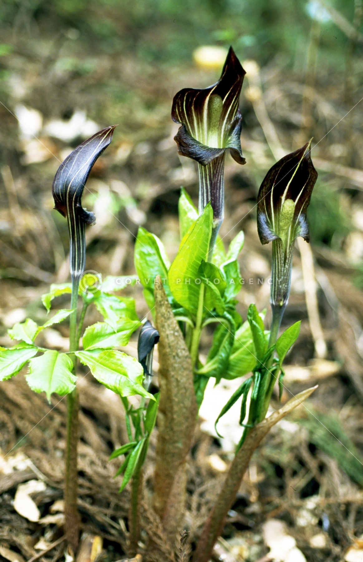 ahb001192.jpg