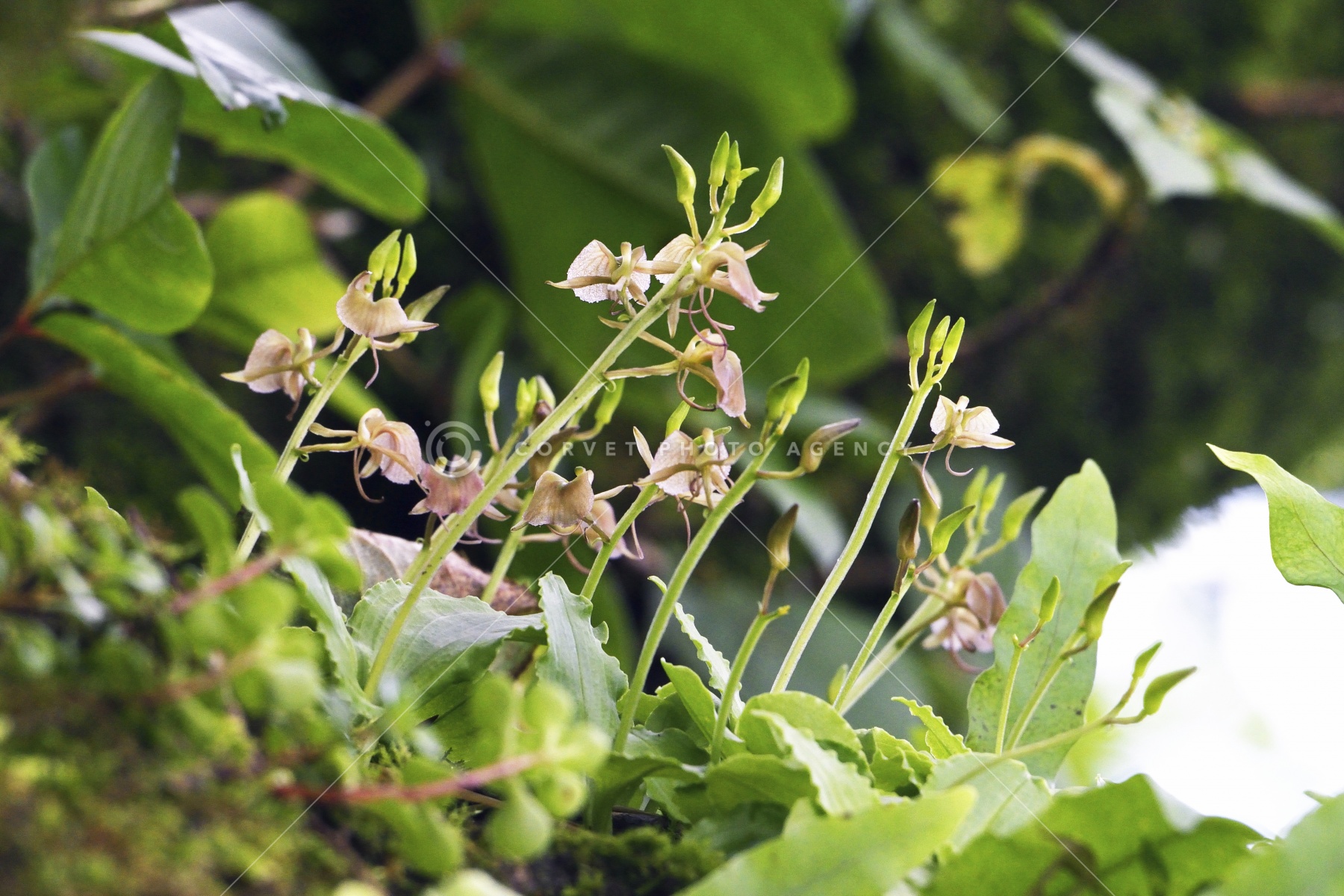 フガクスズムシソウ他 Corvet Photo Agency