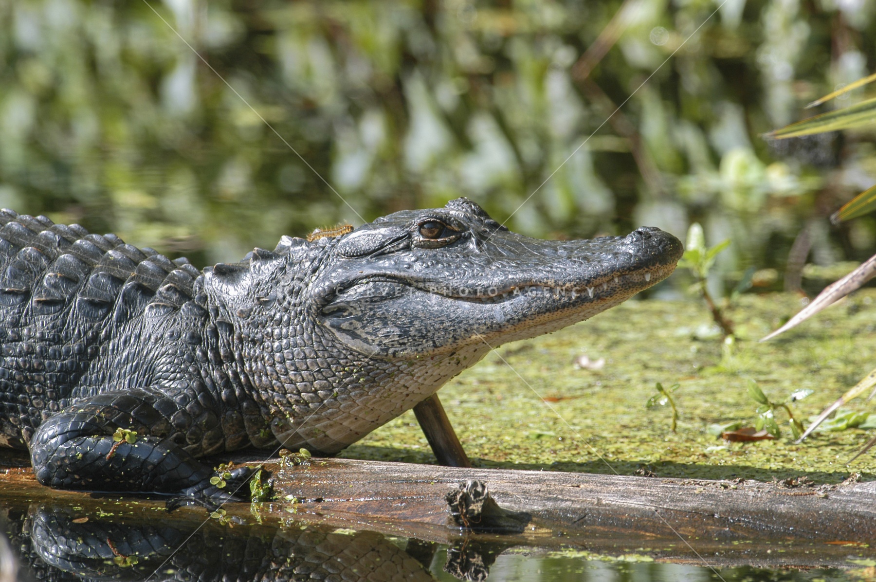 Amazon.com: Alligator - Collector's Edition 4K Ultra HD +