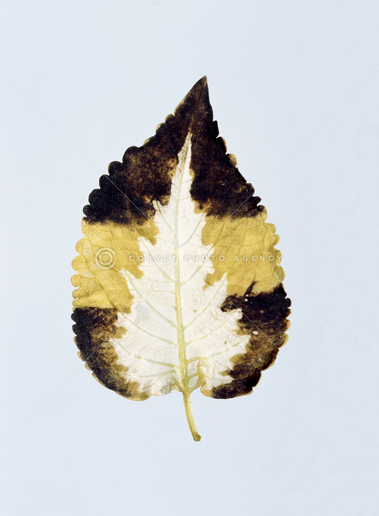 hia028709.jpg
