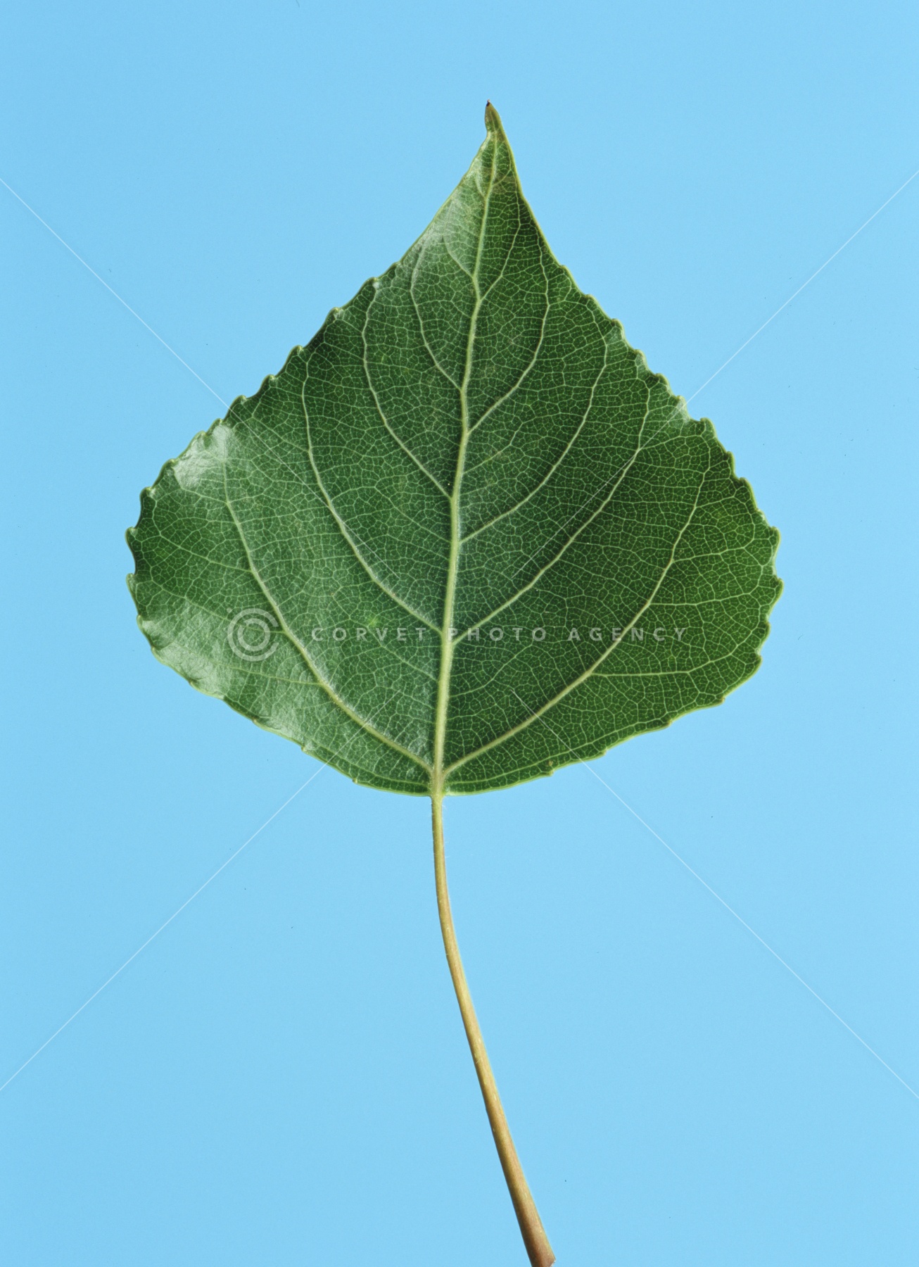 セイヨウハコヤナギ Populus Nigra Var Italica