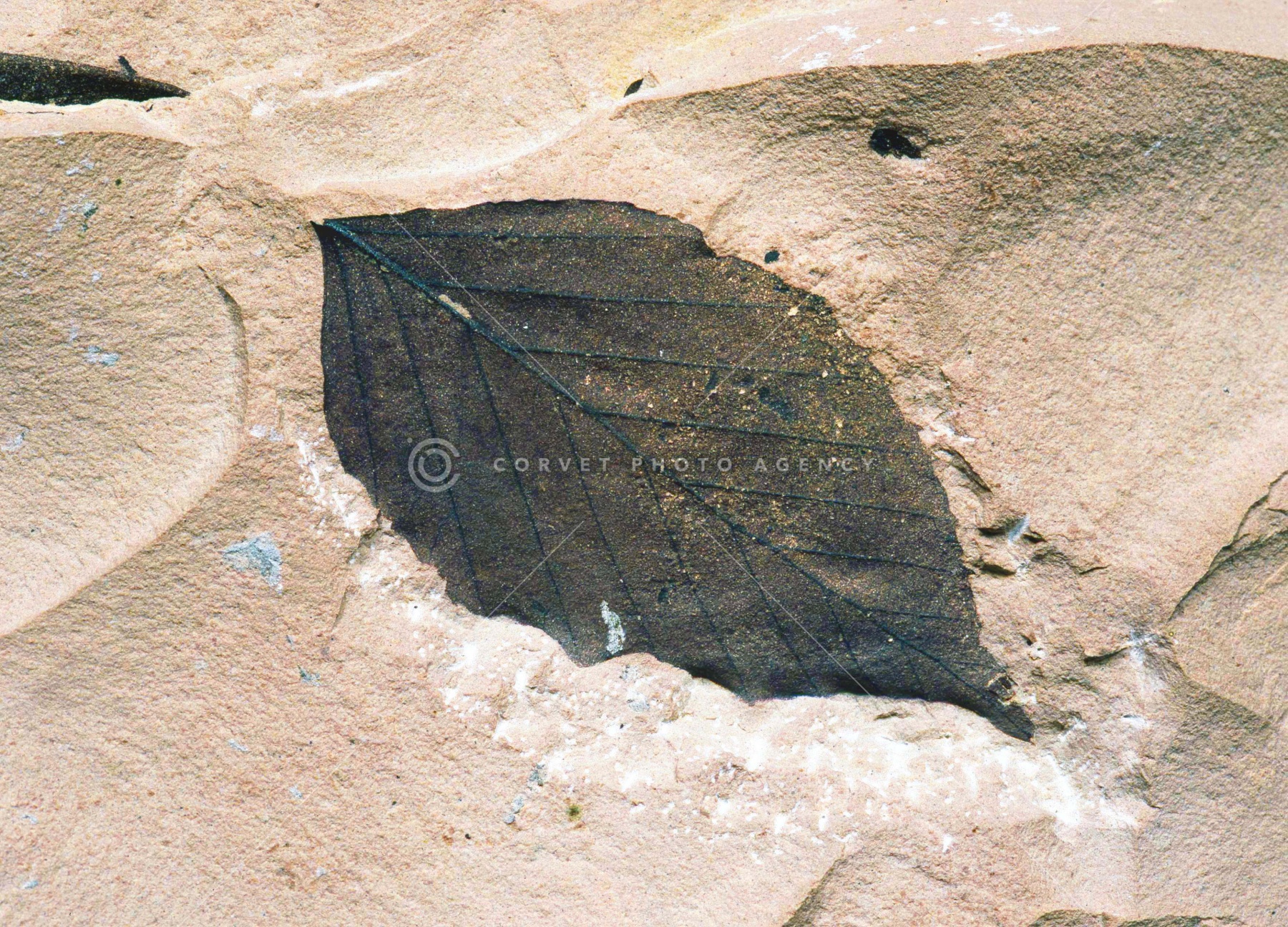 hib019869.jpg