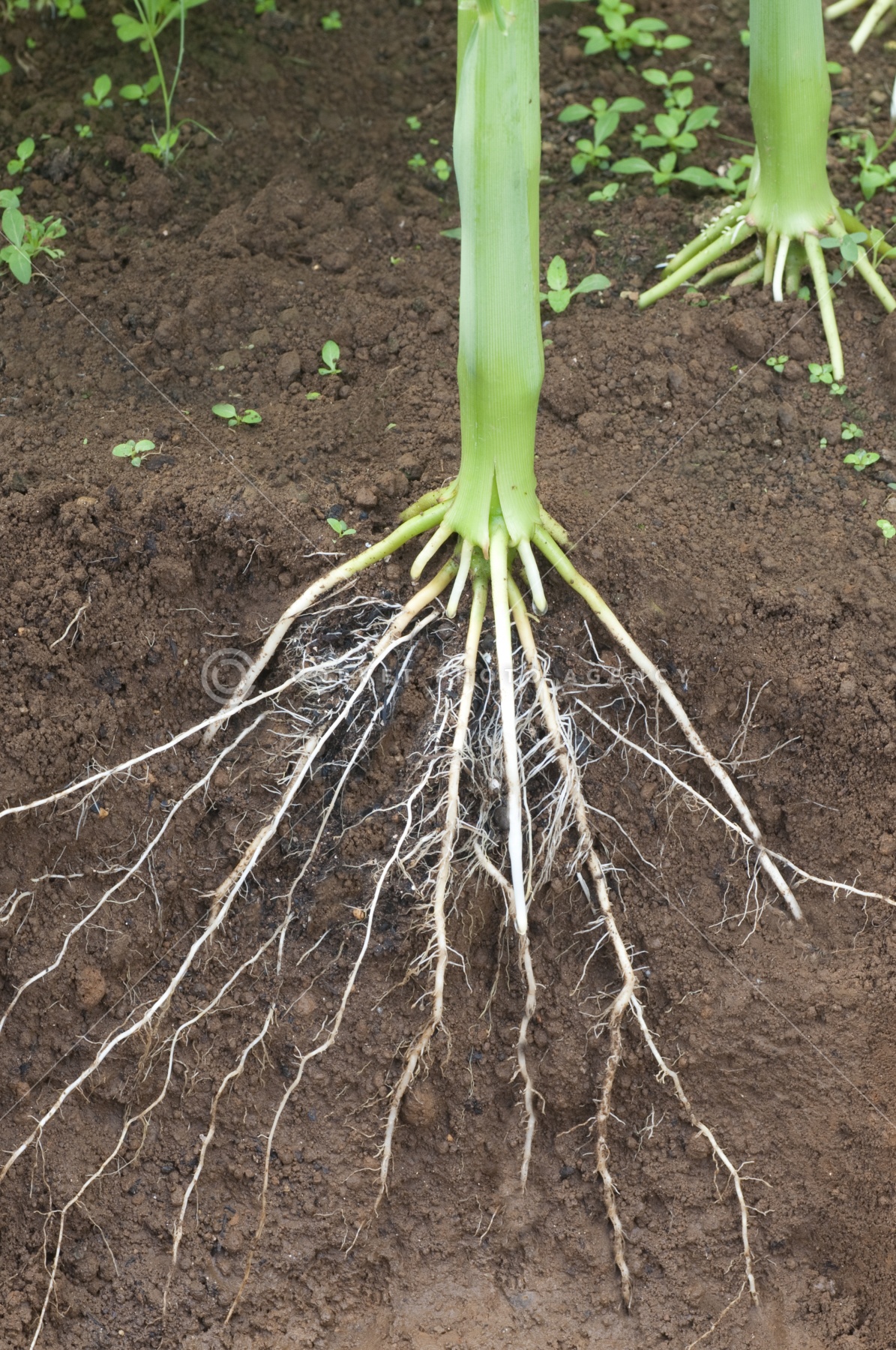 赤津芽 剪定芽切鋏 7inch leather wrap（本体・パーツ類） – amenoma