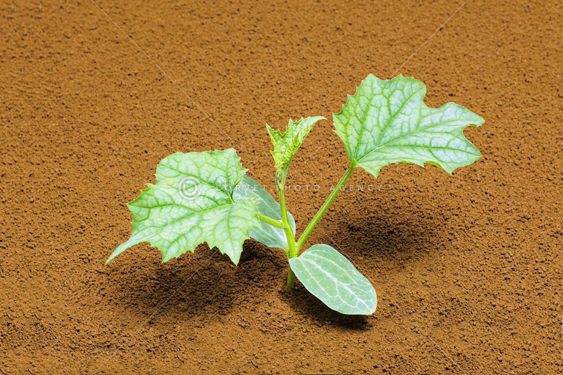 Corvet Photo Agency Corvet Photo Agency