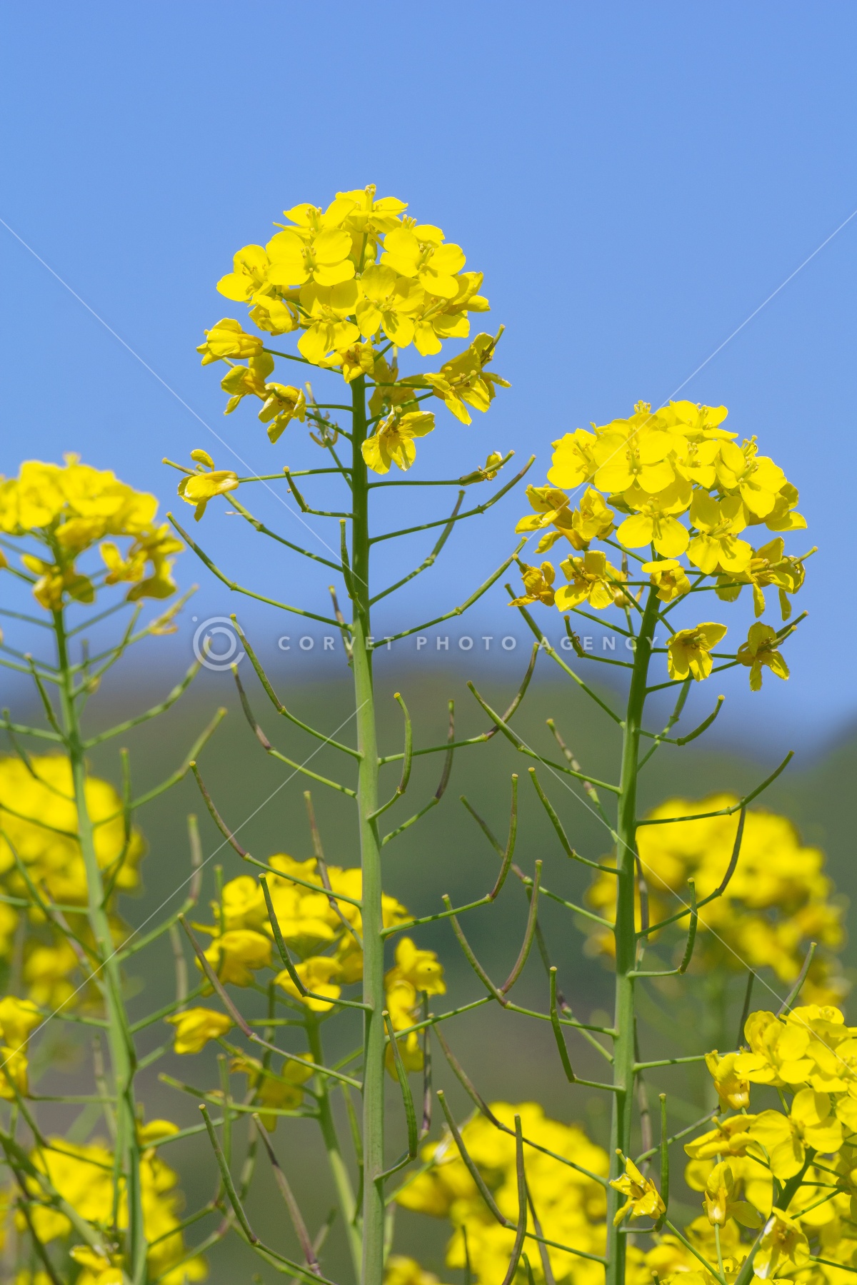 セイヨウアブラナ Brassica Napus