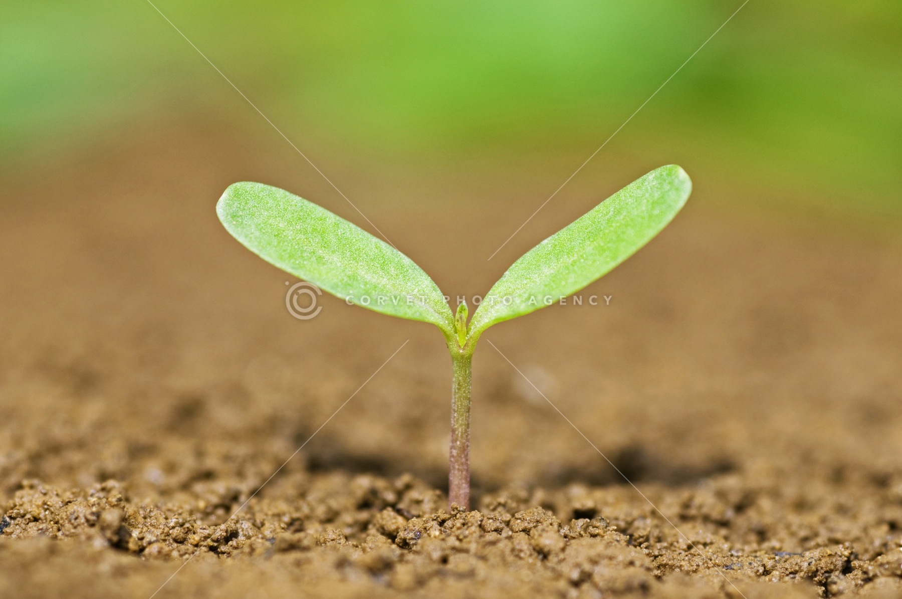 マリーゴールド様 最高傑作マリーゴールド マリーゴールド・『MARIGOLD Spring Victory