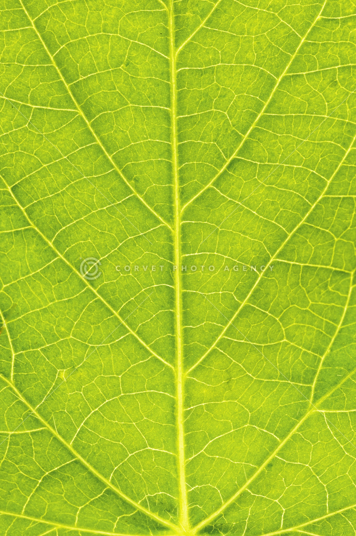 Corvet Photo Agency Corvet Photo Agency