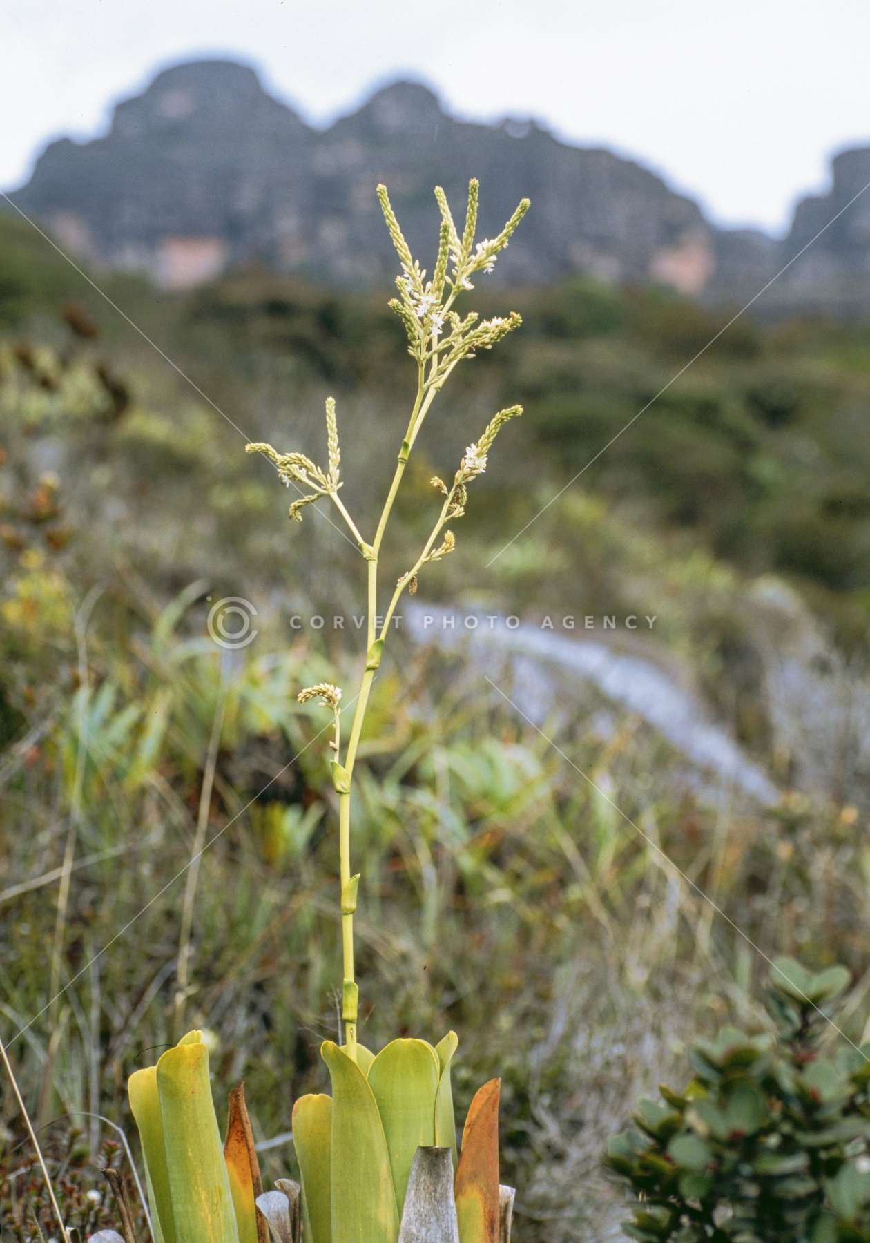 ブロッキニア レズクタ ベネズエラ・アコポン テプイ産 食虫植物 Brocchinia reducta - ブロッキニア・カトプシス