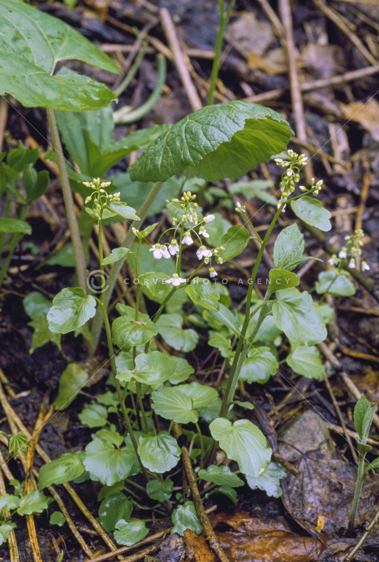 hkc001830.jpg