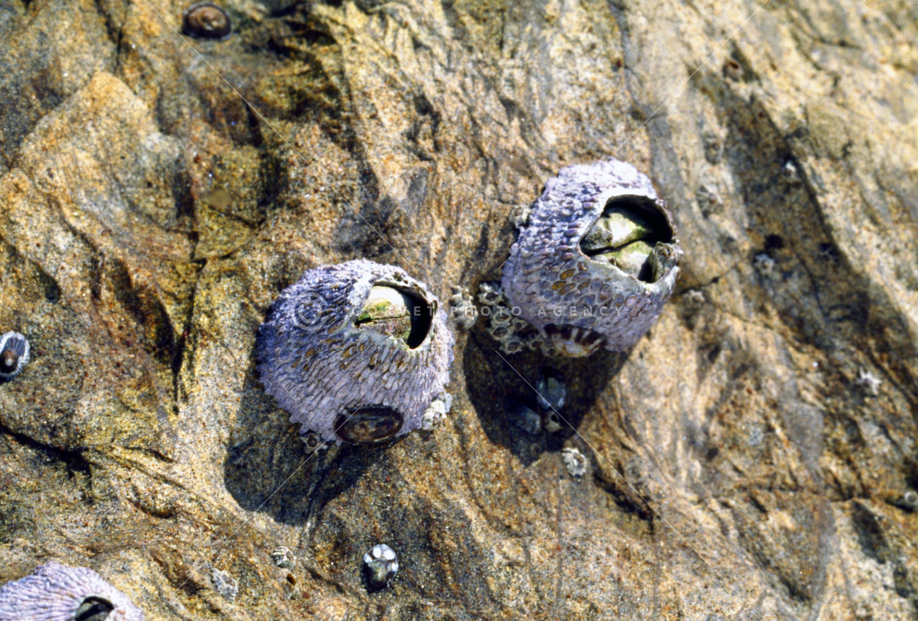 生物　閲覧用 Corvet Photo Agency