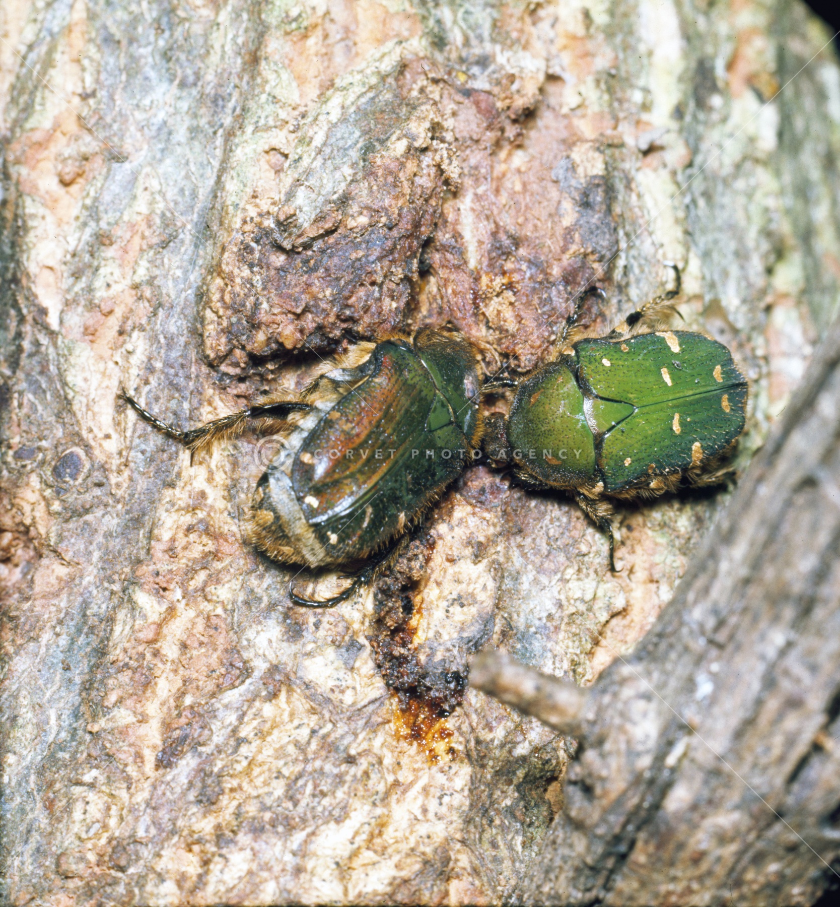 ikb002578.jpg