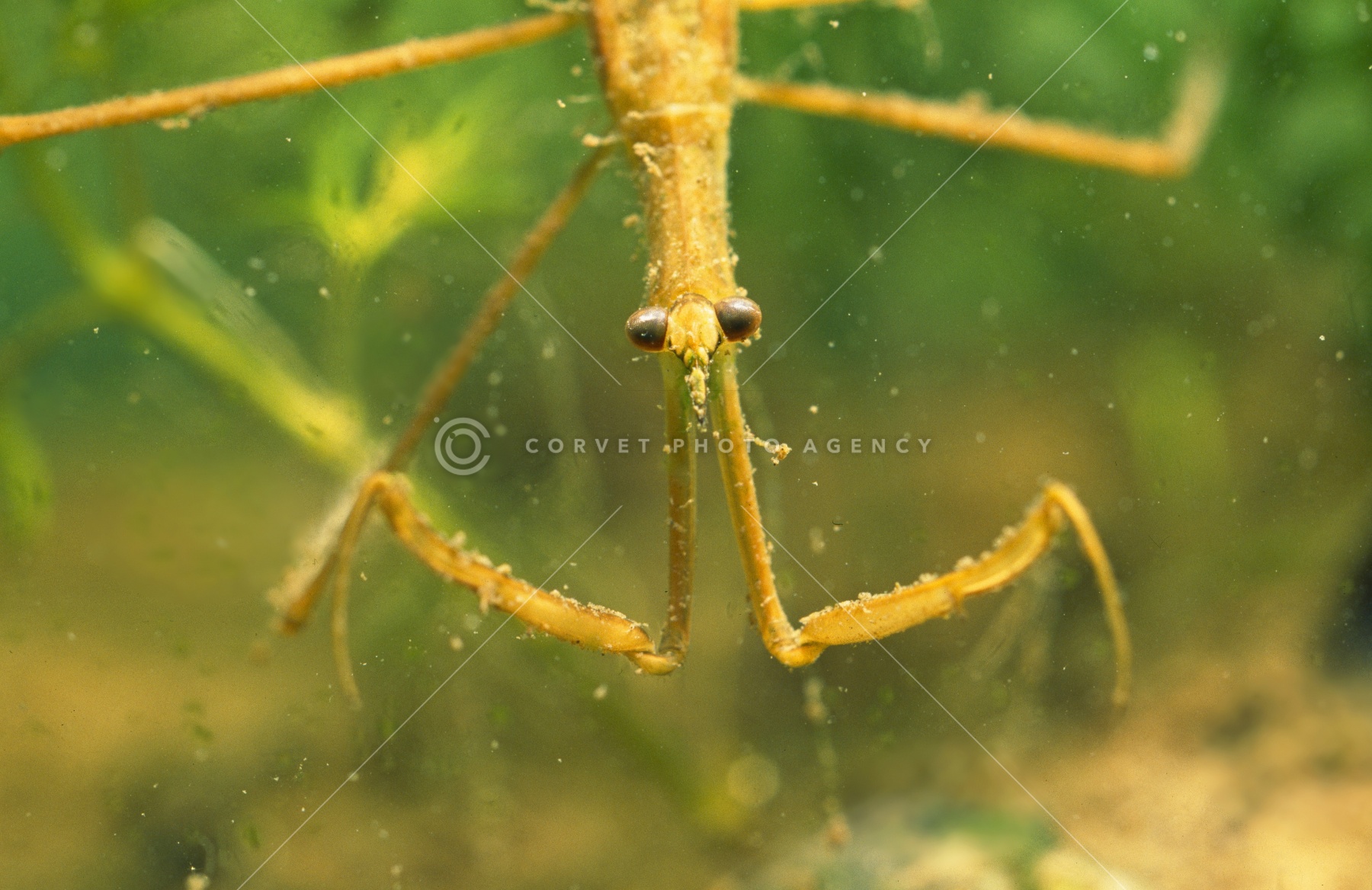 Corvet Photo Agency