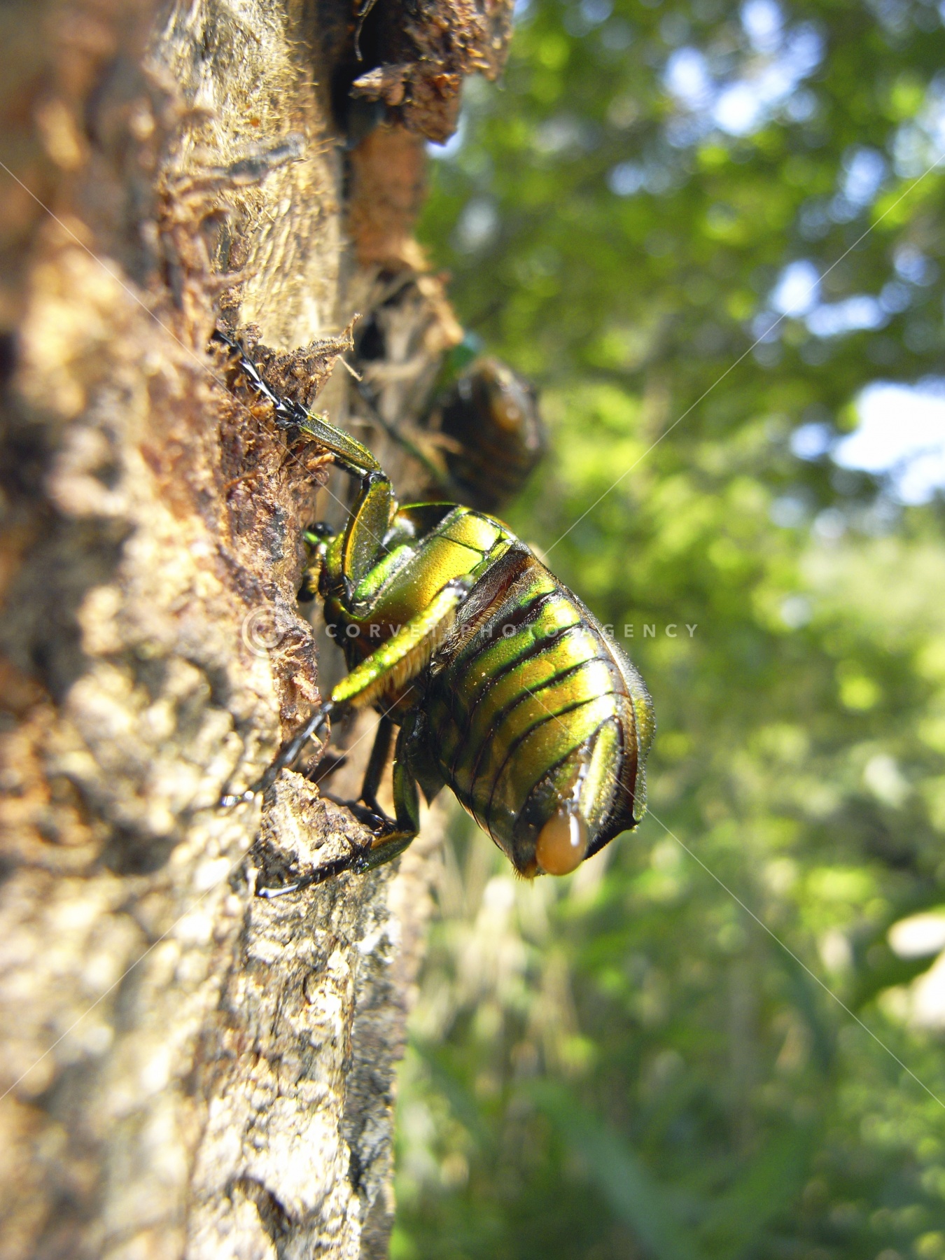 カナブンページ 成虫 - クワガタ横丁