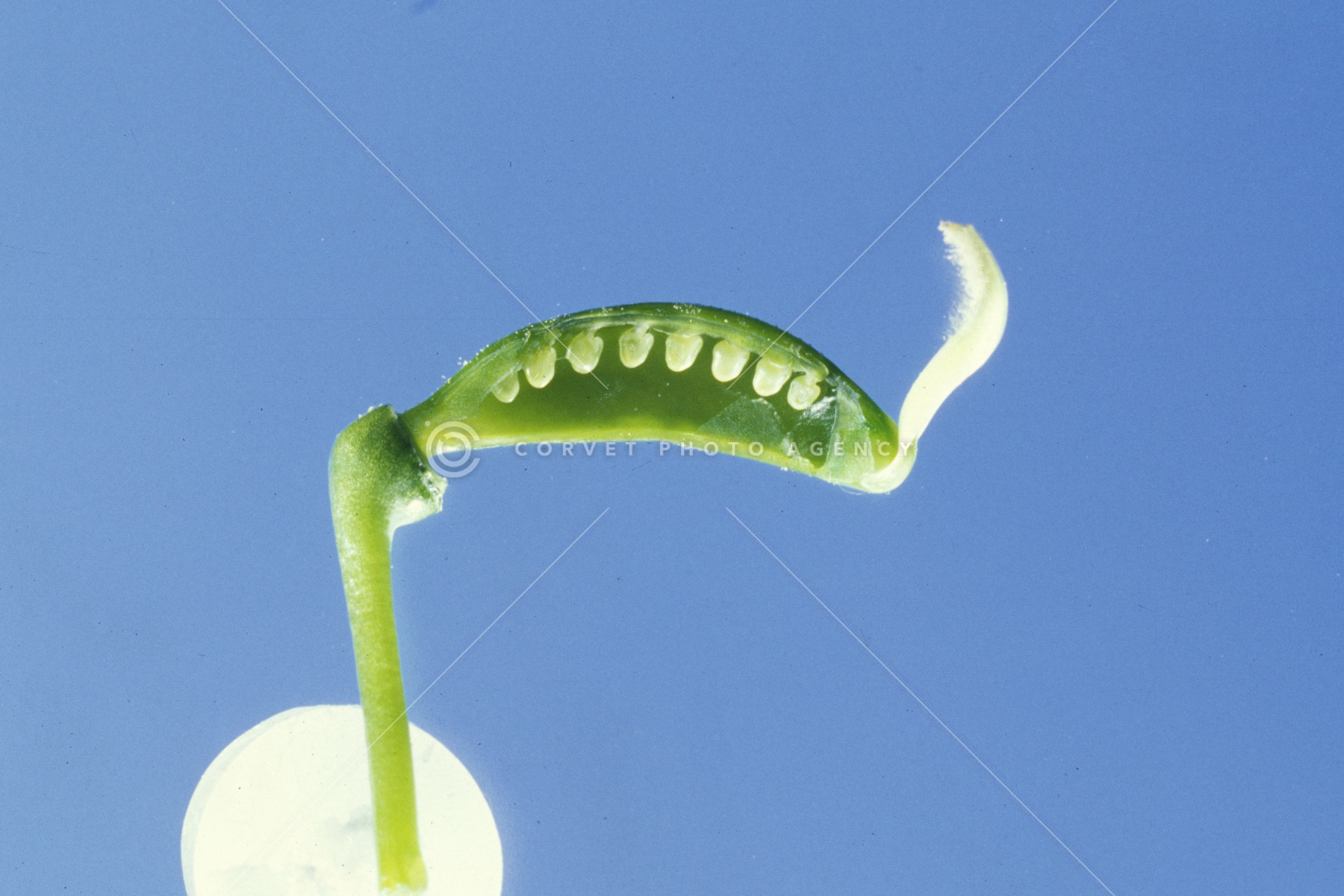 エンドウマメ Pisum Sativum