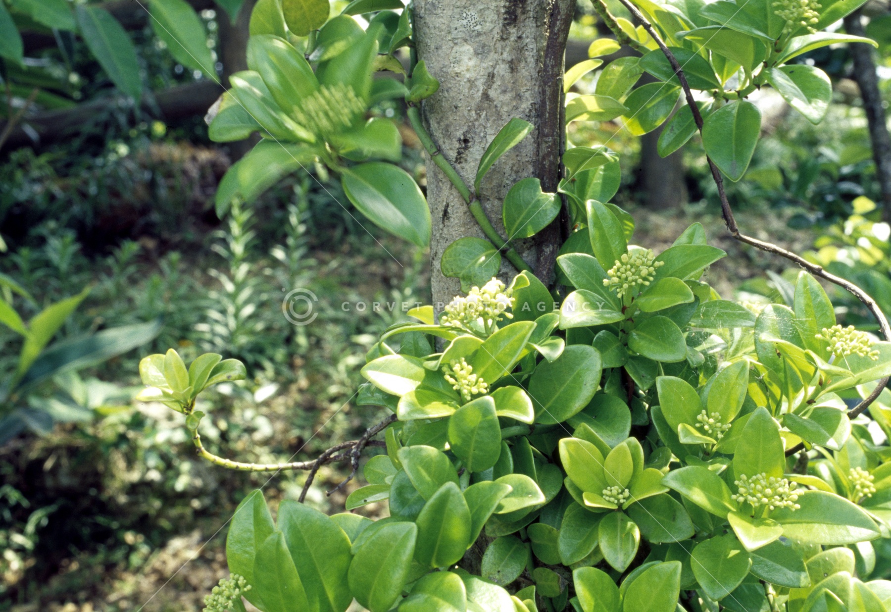 しらたまかずら シラタマカズラ - Wikipedia