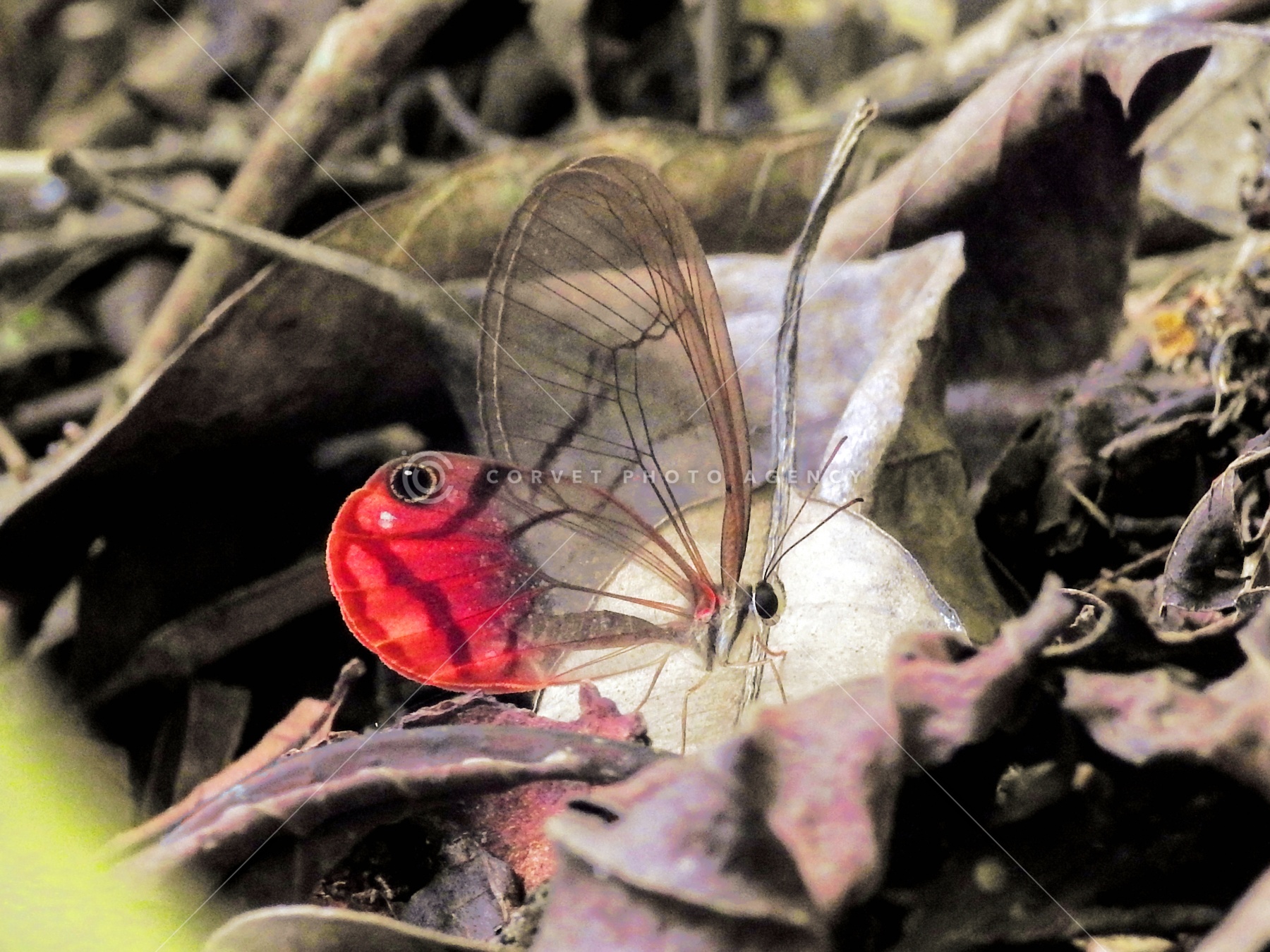ムラサキスカシジャノメ ♂♀標本★ブラジル産★ 46/48mm美麗稀種青紫綺麗 ムラサキスカシジャノメ ♂♀標本☆ブラジル産☆ 46⁄48mm美麗稀種