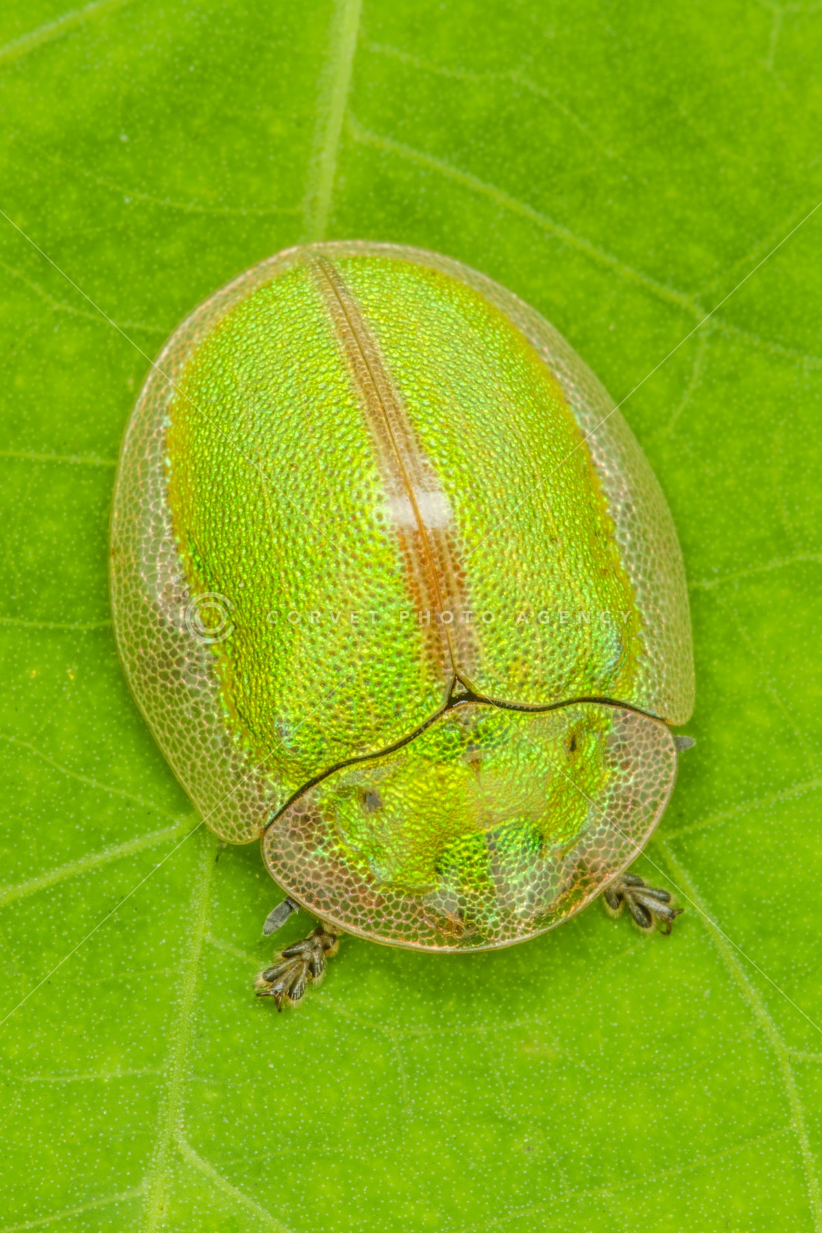 10mm】ヤジリコモリハムシ 標本 Acromis venosa カメノコハム 10mm
