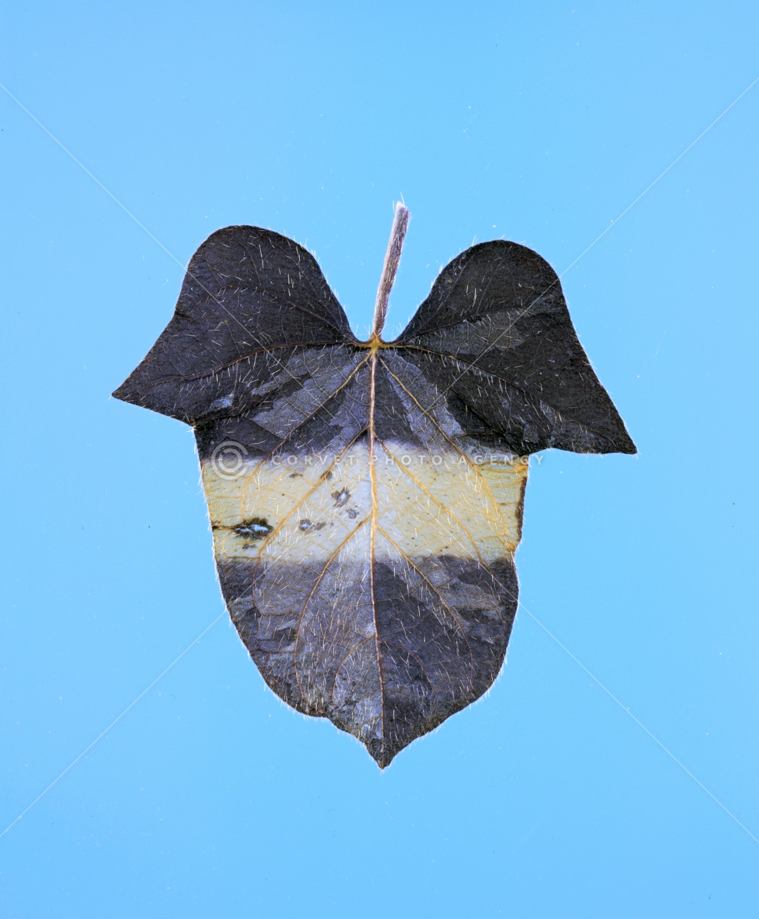 Corvet Photo Agency