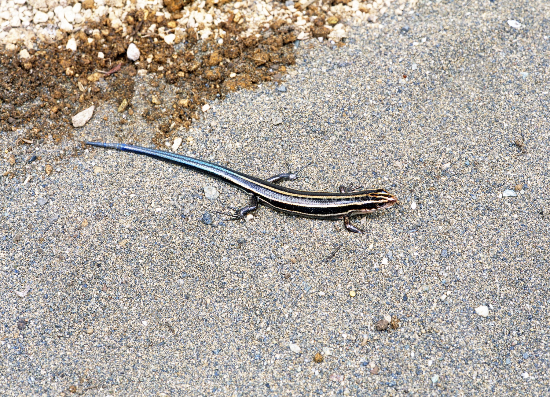 顕ページです！！ Kyoto National Museum KNM Collection Database