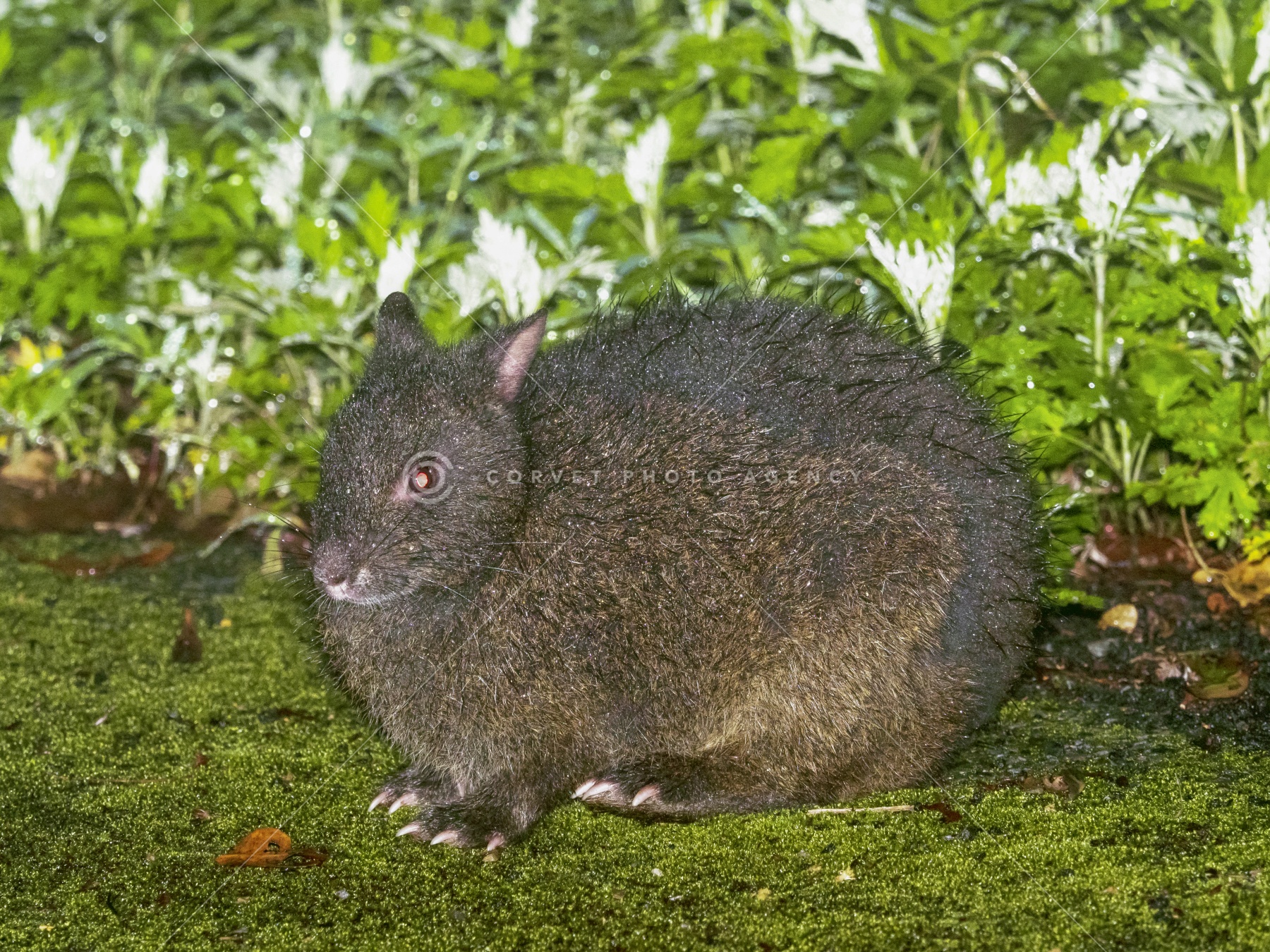 クロウサギページ 鹿児島県大和村 QuruGuru アマミノクロウサギミュージアムくるぐる
