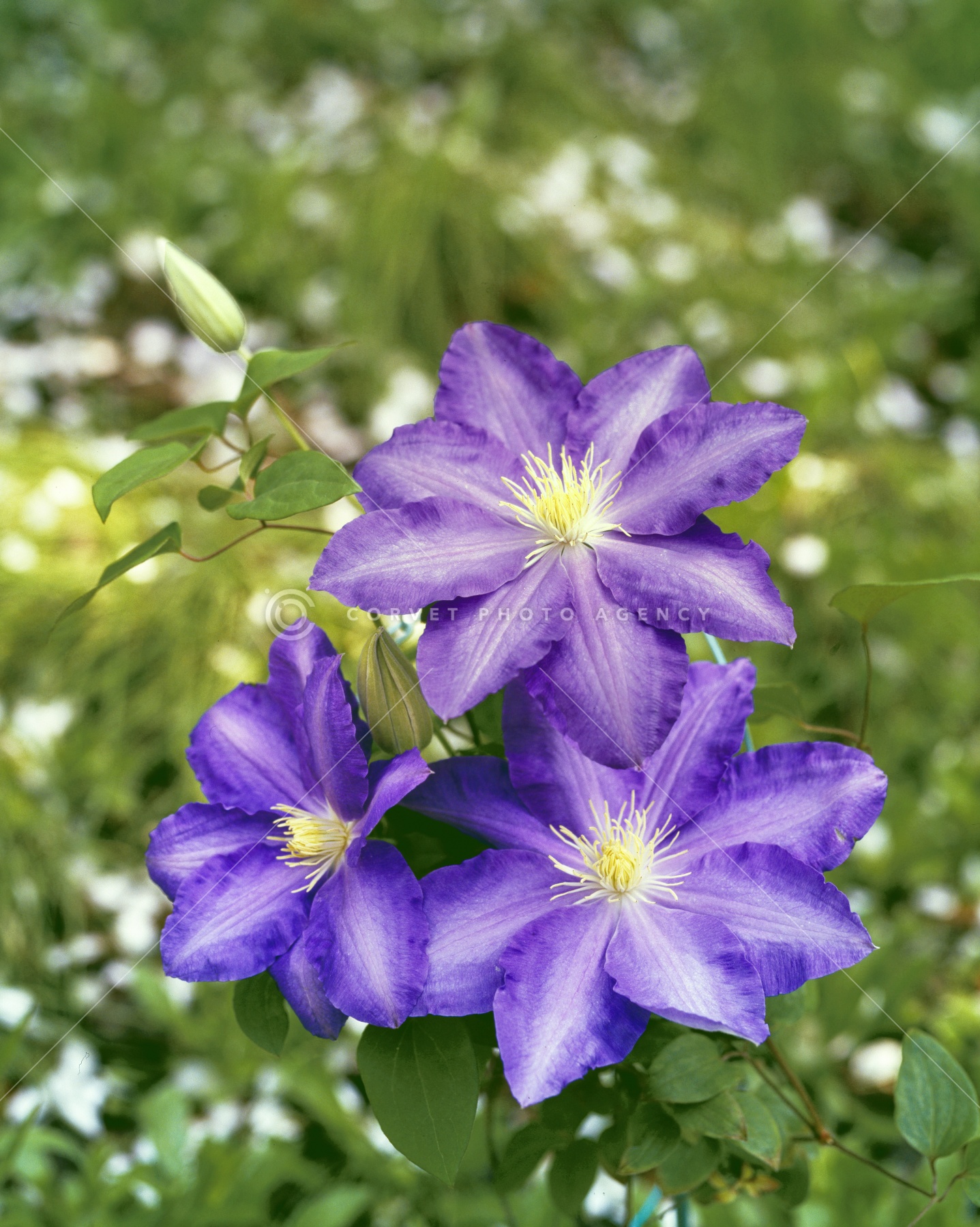 nua009802.jpg