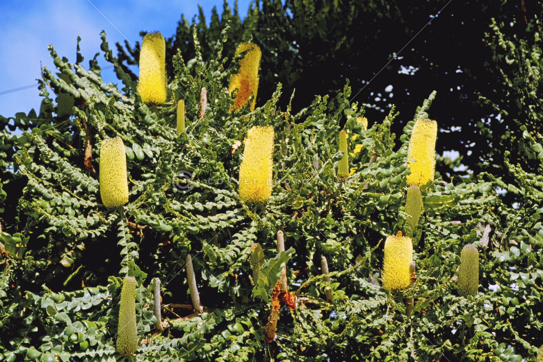 バンクシア•グランディス