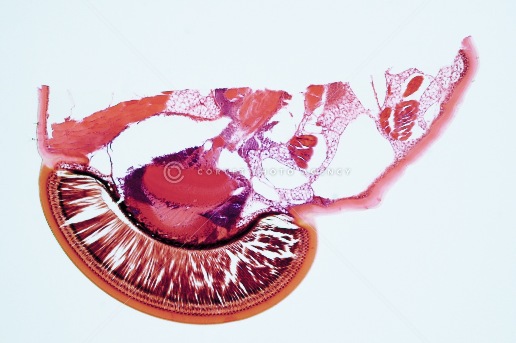 絵　赤い毛虫のたわし 絵 赤い毛虫のたわし Corvet Photo Agency
