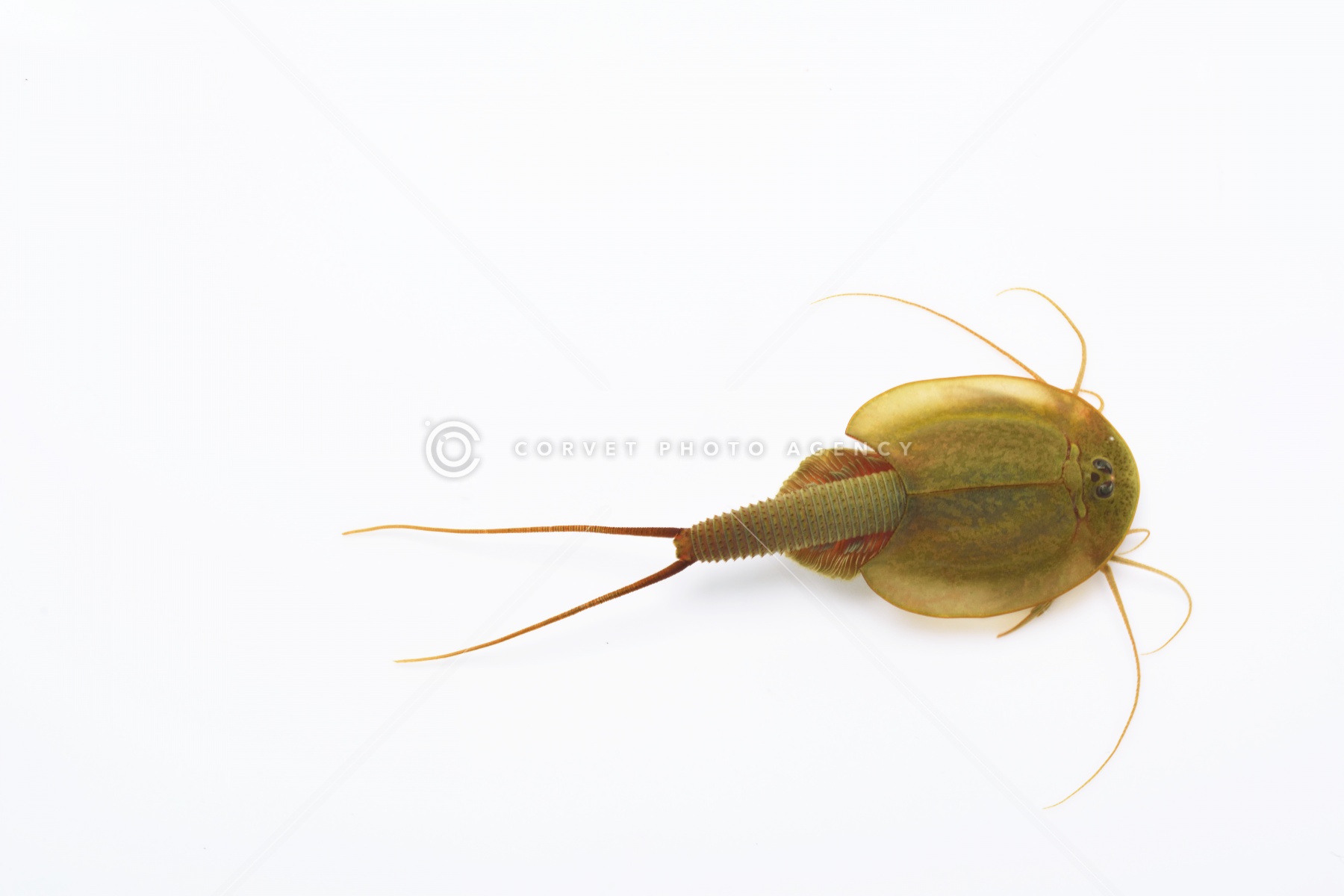 アジアカブトエビ Triops Granarius