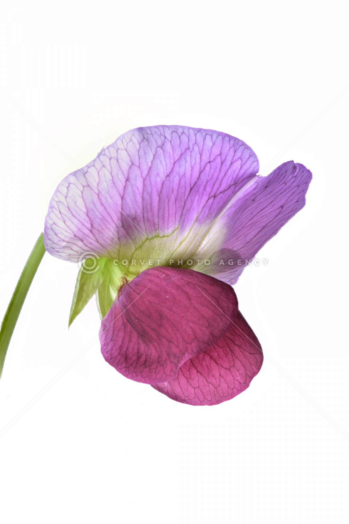 エンドウマメ Pisum Sativum