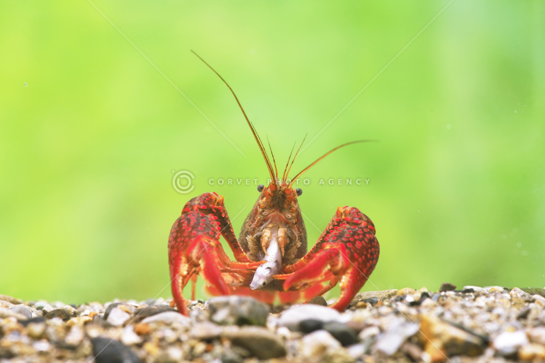 ①□Aqua Bee□ザリガニ ウォチタ Procambarus ouachitae 1ペア 約4cm