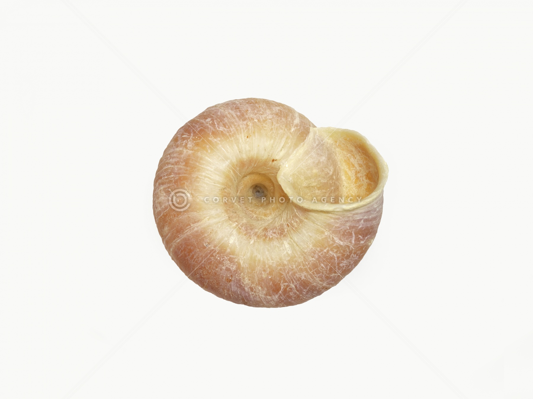 ヒロベソカタマイマイ　陸貝　半化石 小笠原諸島絶滅種ヒロベソカタマイマイ貝殻標本陸貝半化石希少