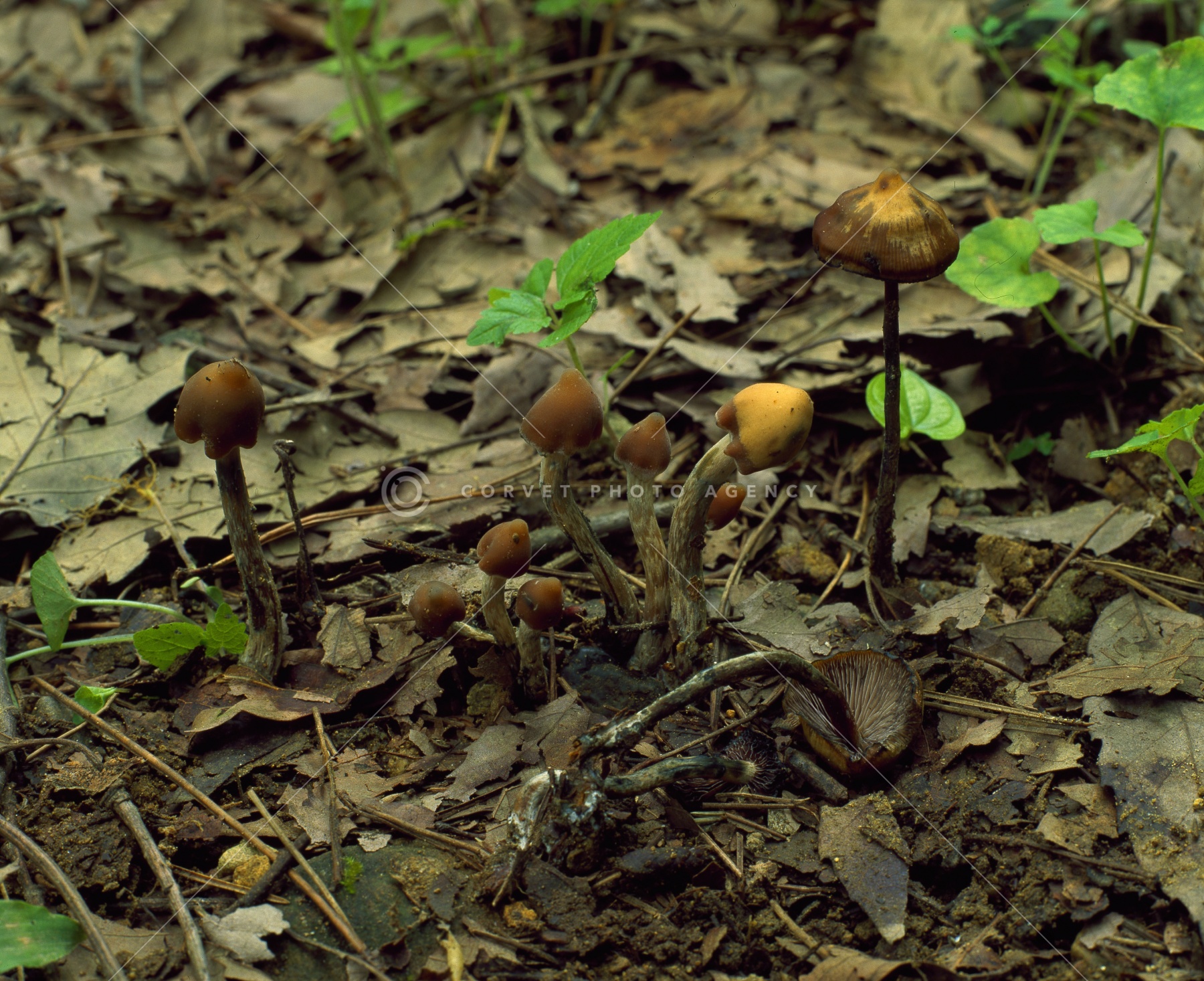 またたびページ XPPen エックスピーペン Magic Drawing Pad [ 12.2型 / 2160