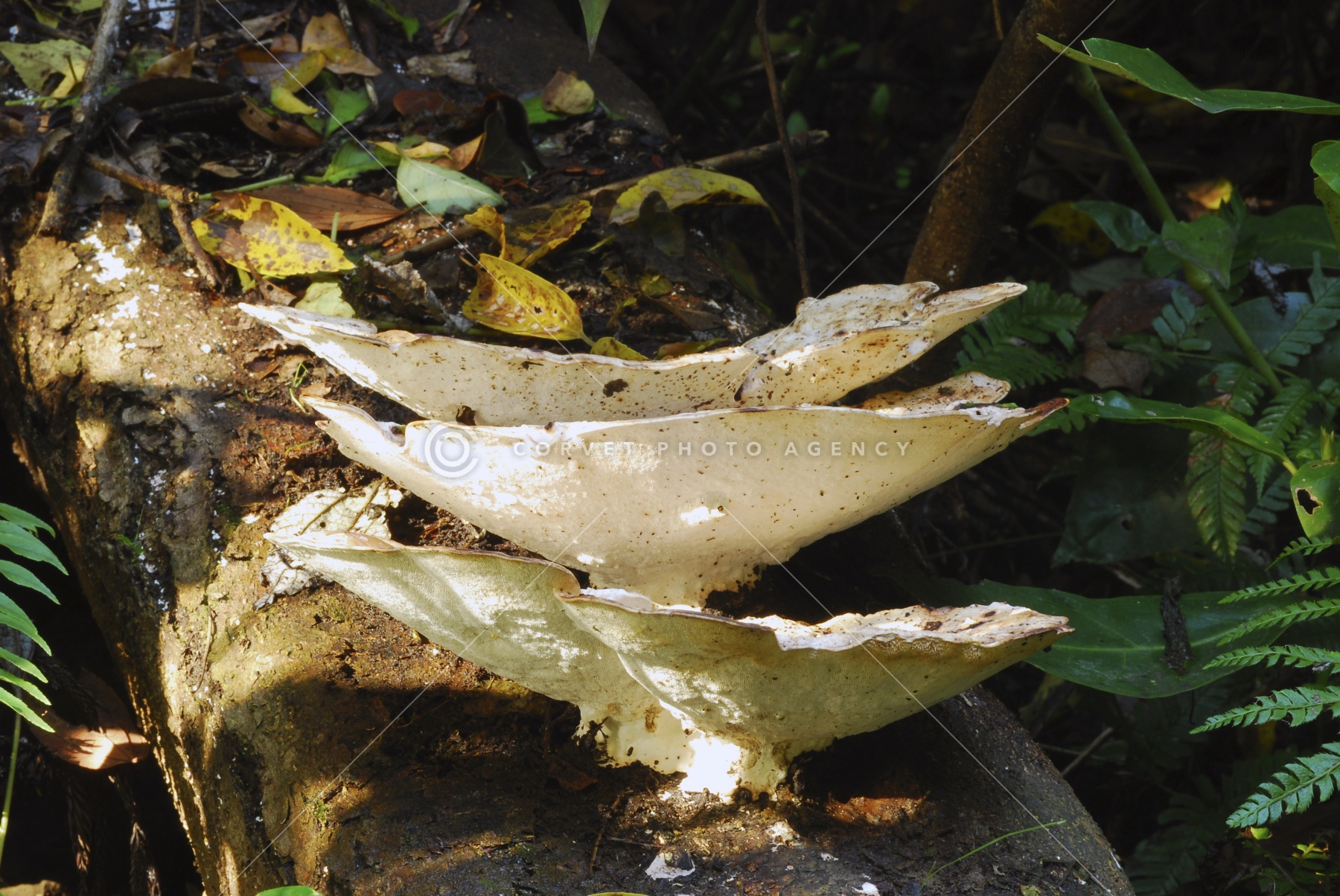 mushroomページ taa070724.jpg