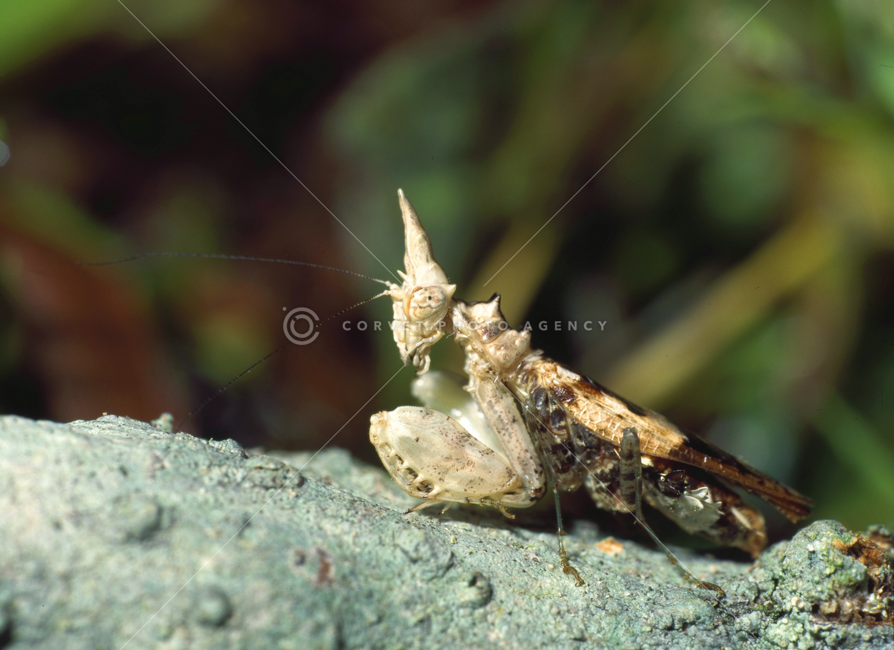 ボルネオ島の BIG 4 植物 : コタキナバル・マレーシア のあれこれ 標本マレーシアの赤系のパキテリア３種類