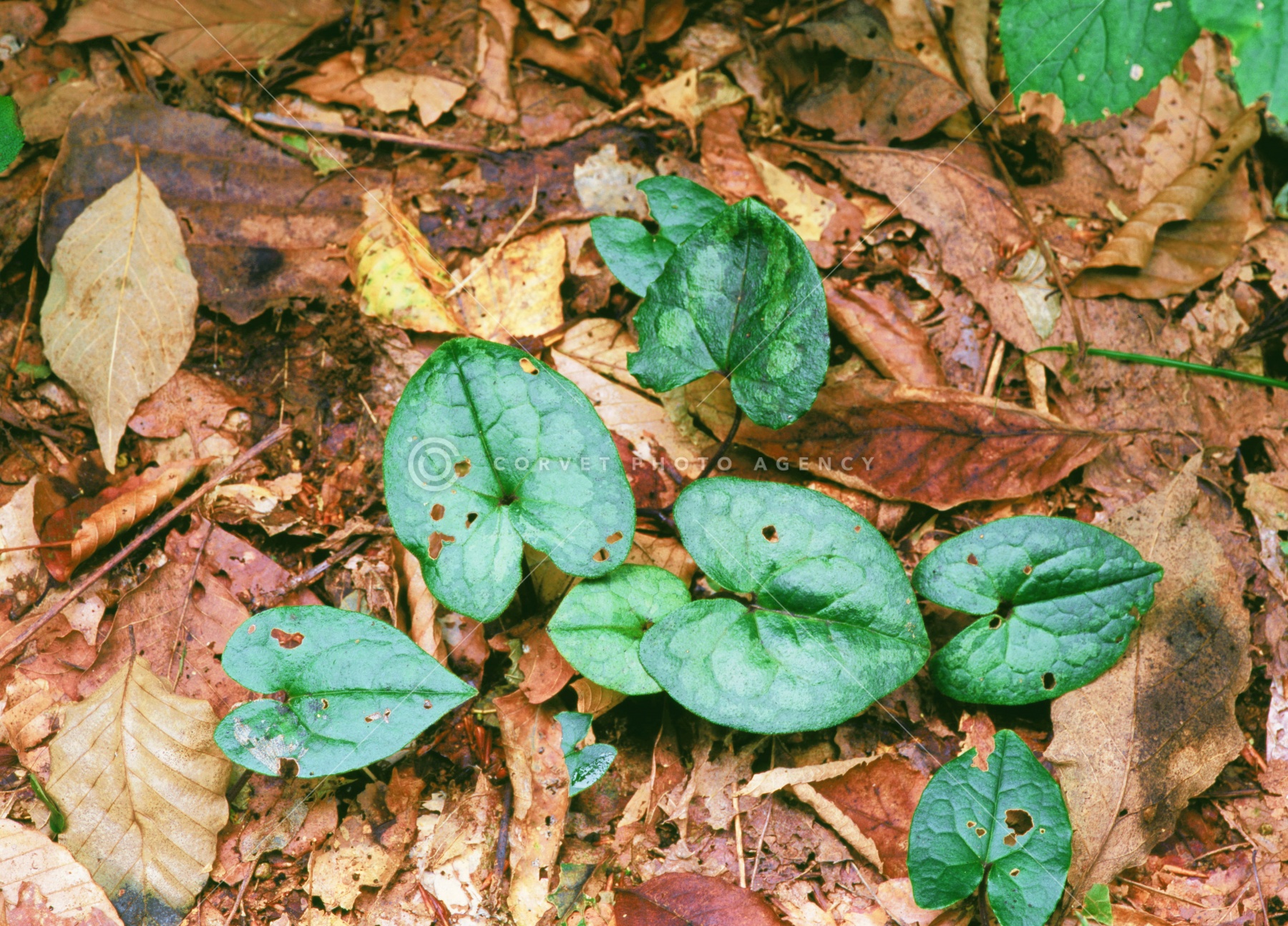 tka034592.jpg