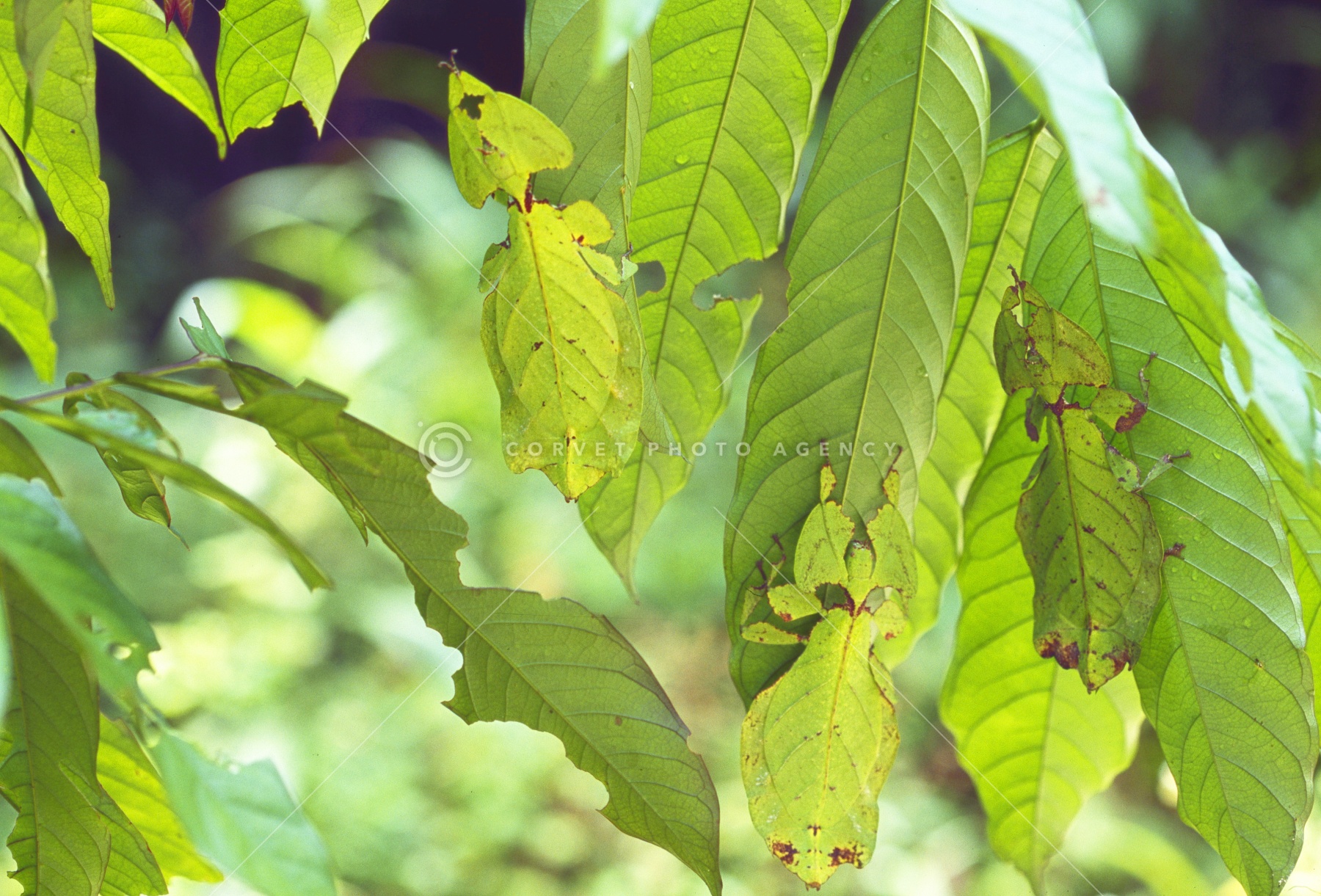 オオコノハムシ　標本　745 Phyllium giganteum 昆虫 オオコノハムシ 標本 745 Phyllium giganteum 昆虫 - メルカリ