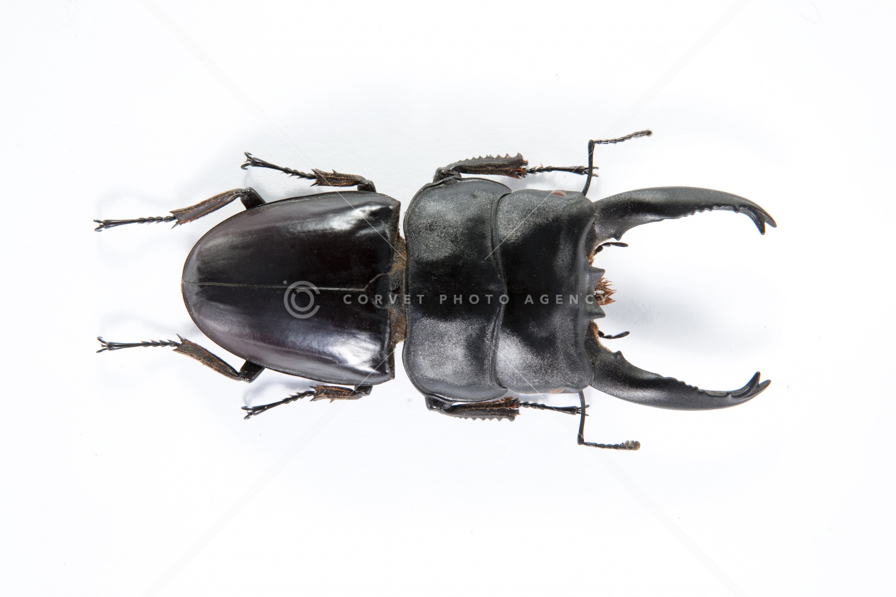 コエポン　Dorcus alcides BicBugs Dorcus alcides stag beetle Indonesia