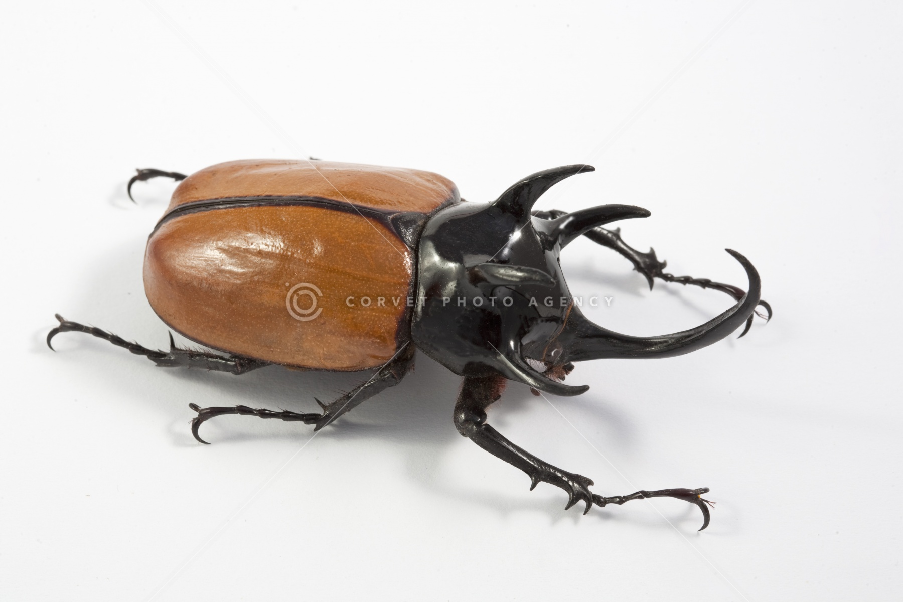 Eupatorus Graulomiris ゴホンツノカブトムシ　標本 tka060037.jpg