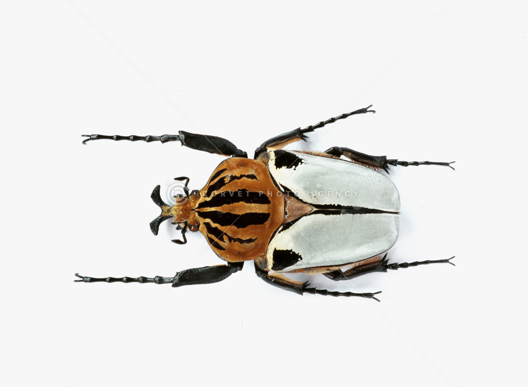 ゴライアスカタモンオオツノハナムグリ 約52ミリ ゴライアスカタモン