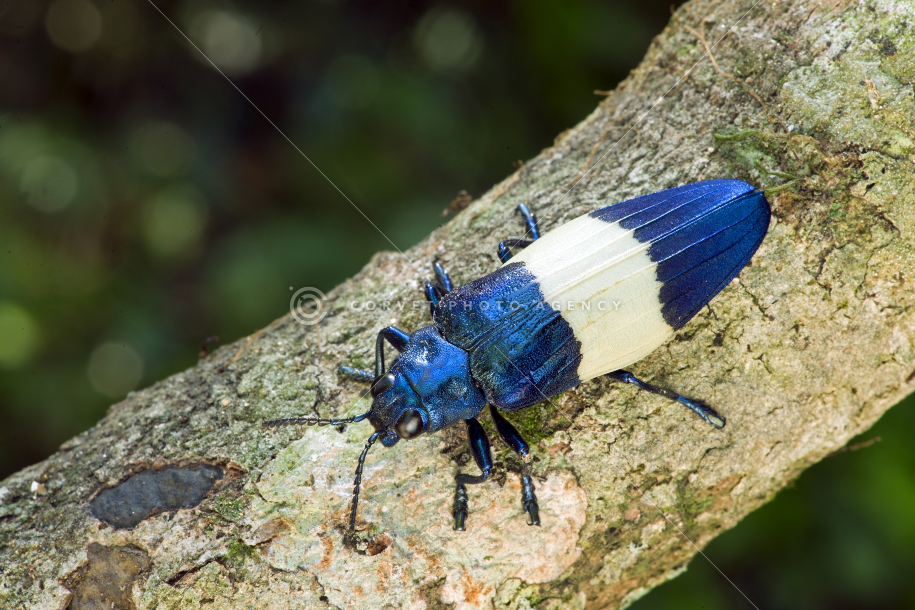 ラオス切手 甲虫 昆虫 王国 1968 全5種 NH オオルリ玉虫 ລາວラーオ Corvet Photo Agency