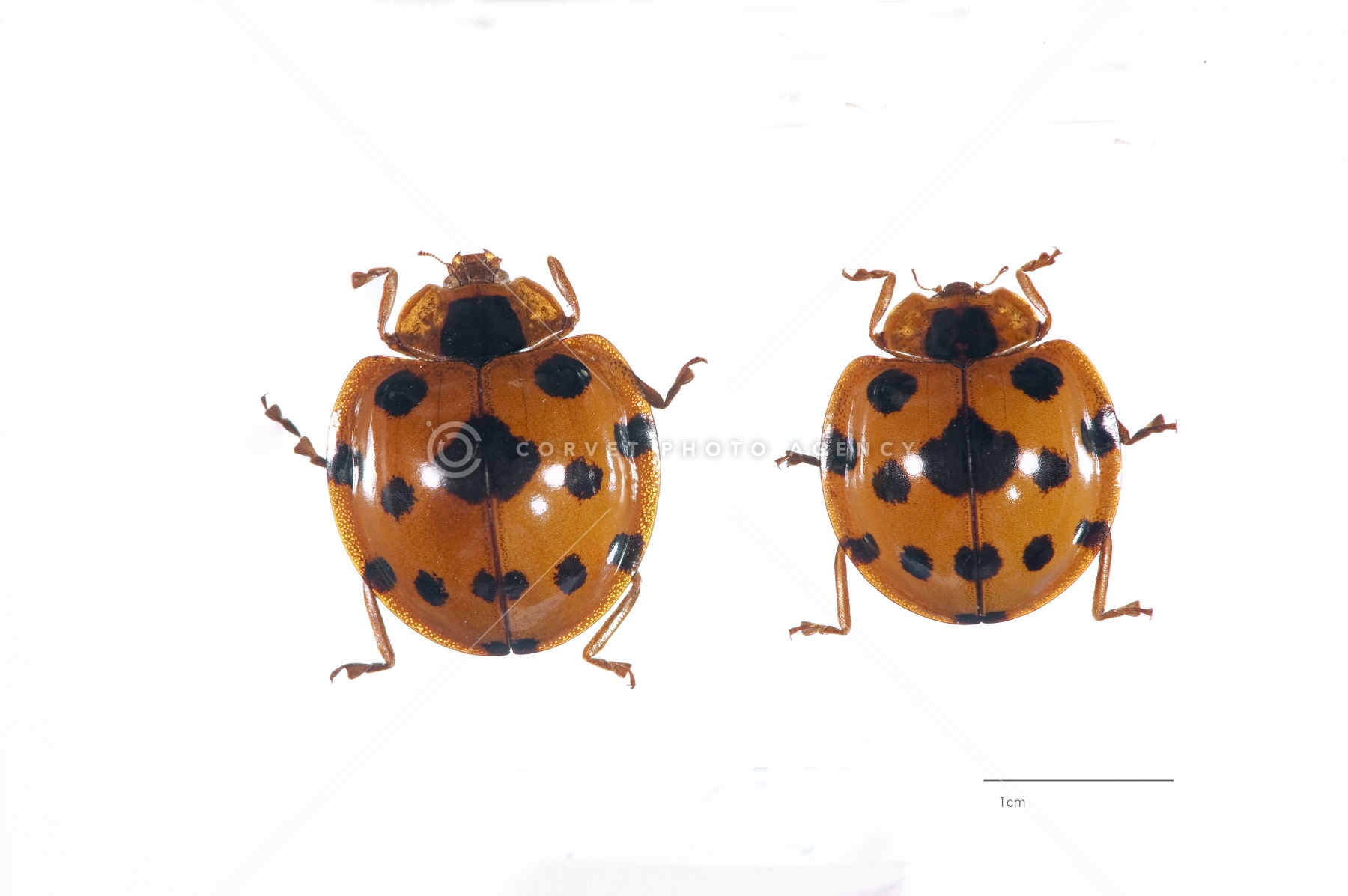 洋書　INSECTS IN FLIGHT 昆虫の飛行　大型写真集 816TMX9XG6L._UF350,350_QL50_.jpg