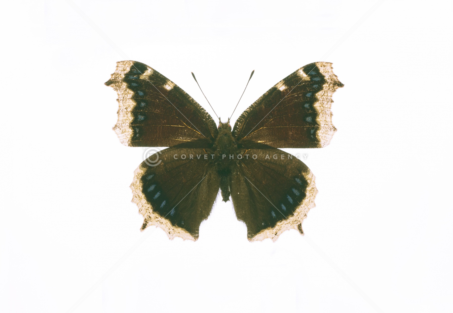 Corvet Photo Agency