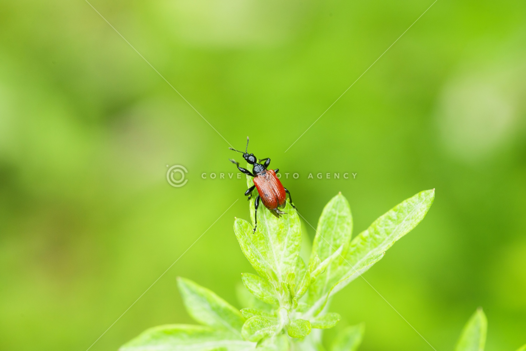 Corvet Photo Agency