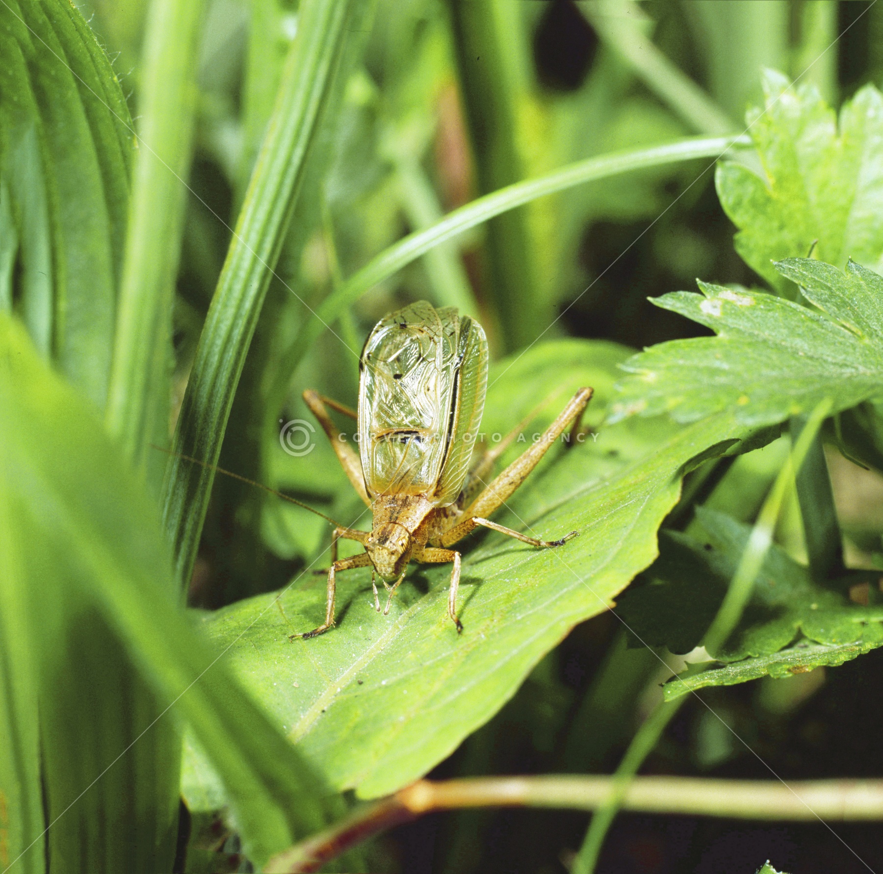 Corvet Photo Agency Corvet Photo Agency