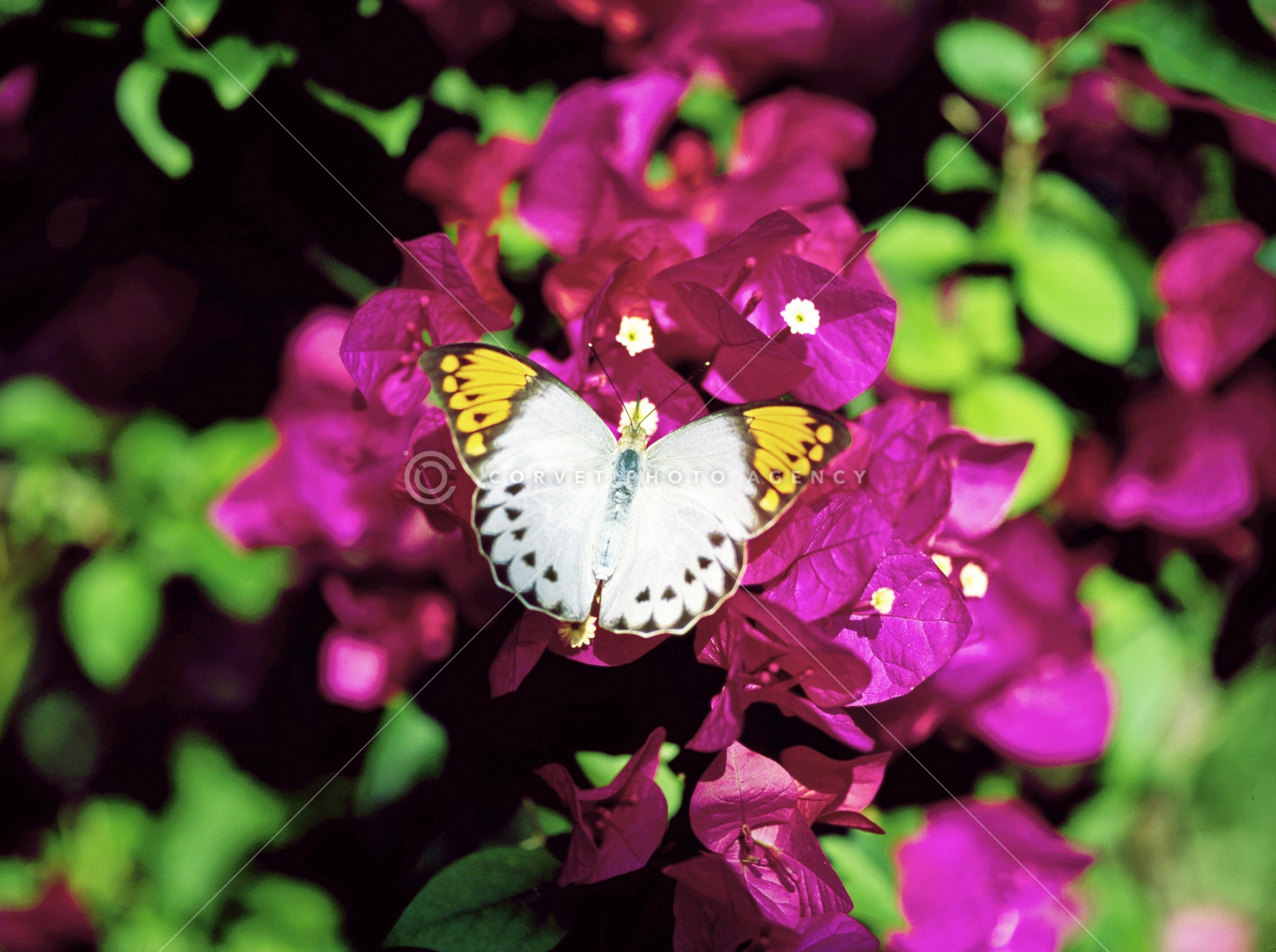 Corvet Photo Agency