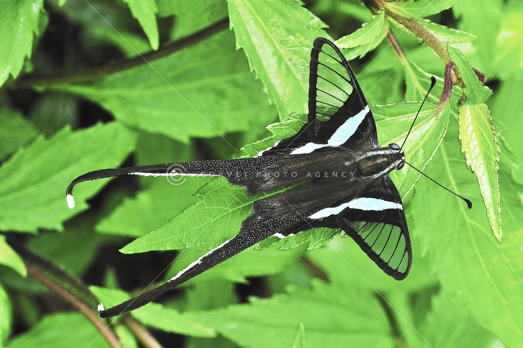 【珍品】キアゲハ（メス、チベット産） 珍品】キアゲハ（メス、チベット産）