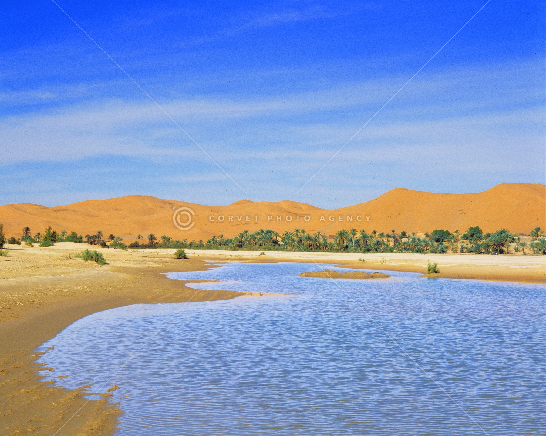 オアシス Oasis サハラ砂漠