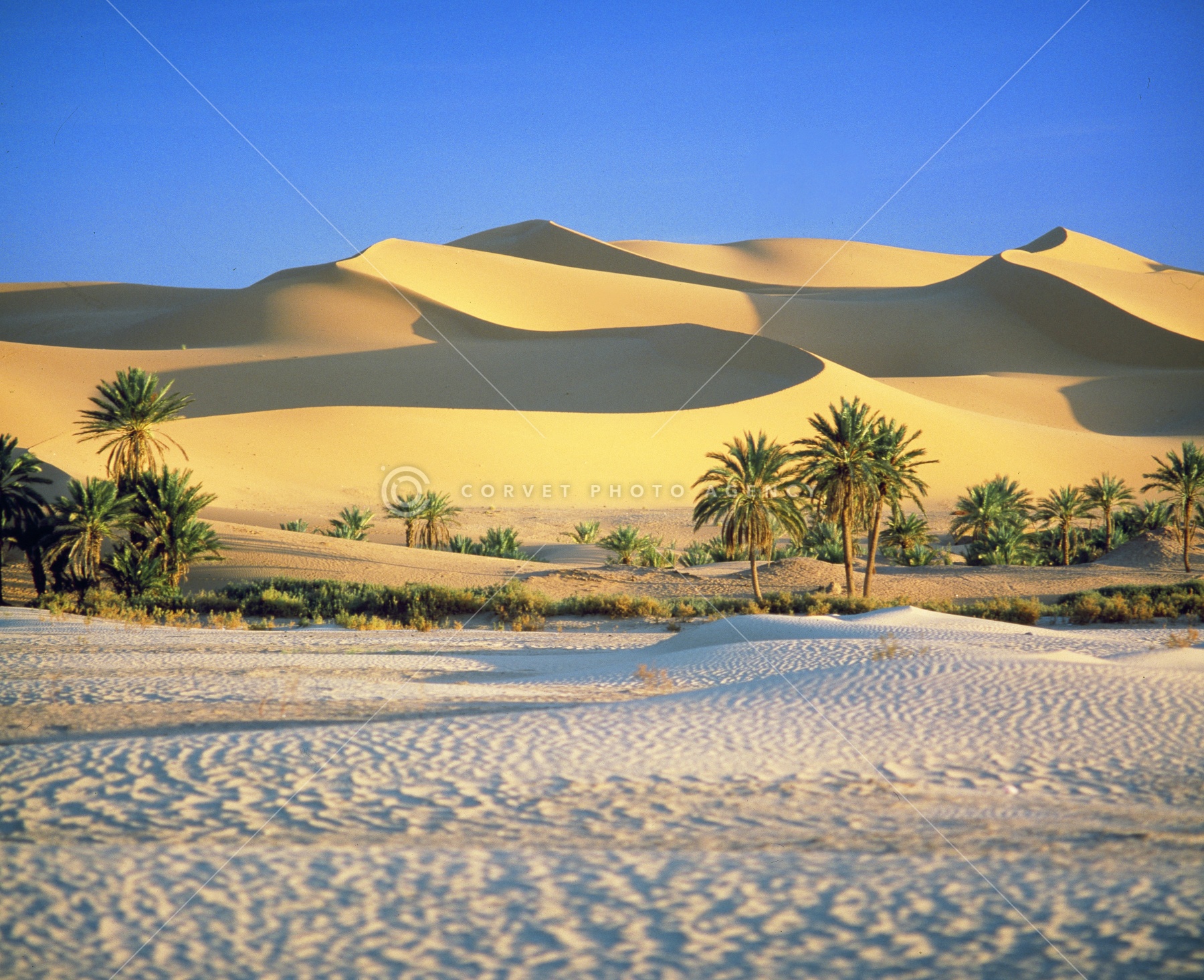ササラ砂漠 ZZYZX ROAD // JANUARY 2022 — BJM PHOTO